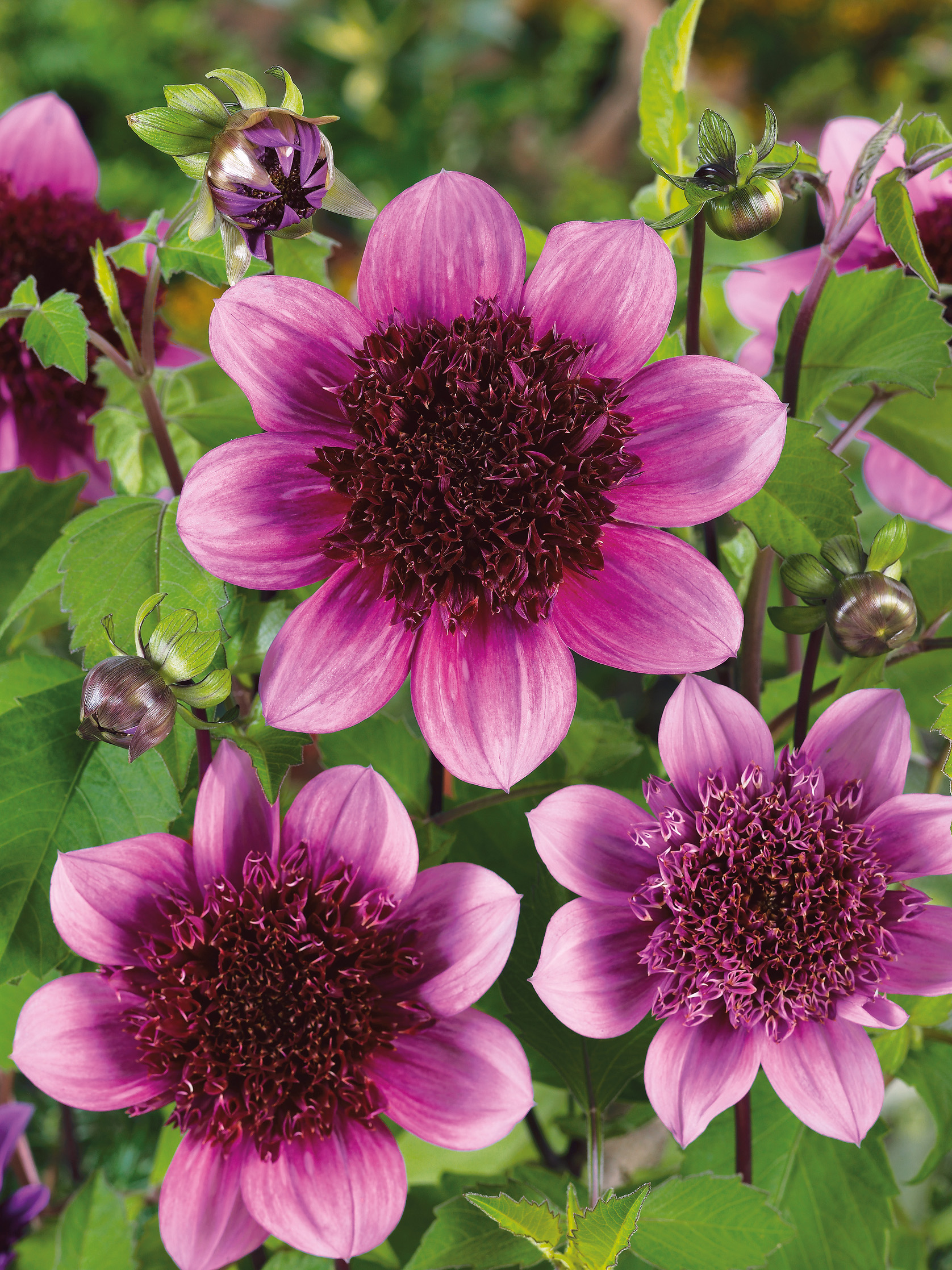 Luftaufnahme von rosa Zierblumen mit braunem inneren Blütenbereich und grünen Blättern.