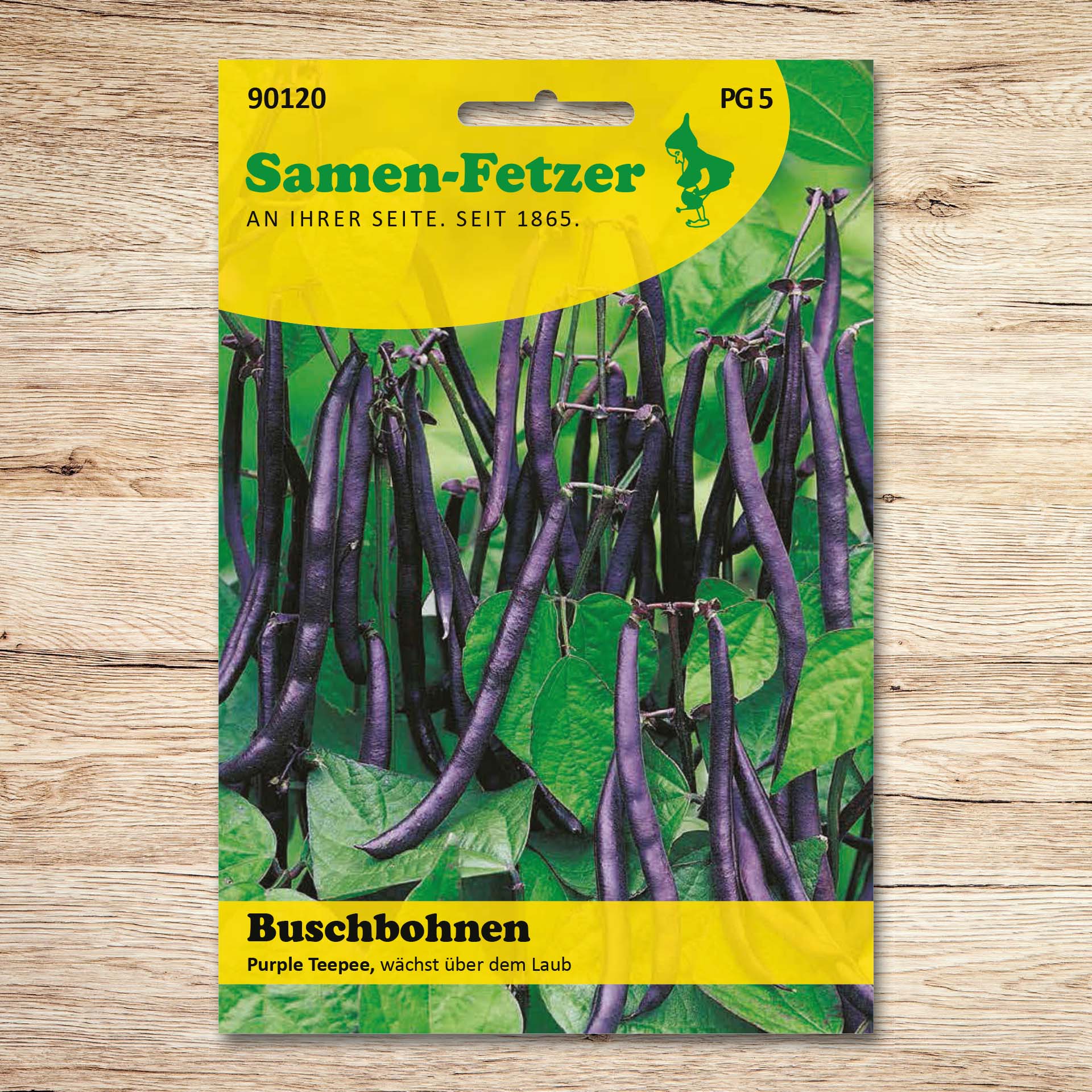 Samen-Fetzer Saatgut Buschbohnen Purple Teepee: violett-blaue, ca. 12–15 cm lange Bohnenhülsen wachsen über dem Laub und sind leicht zu ernten.
