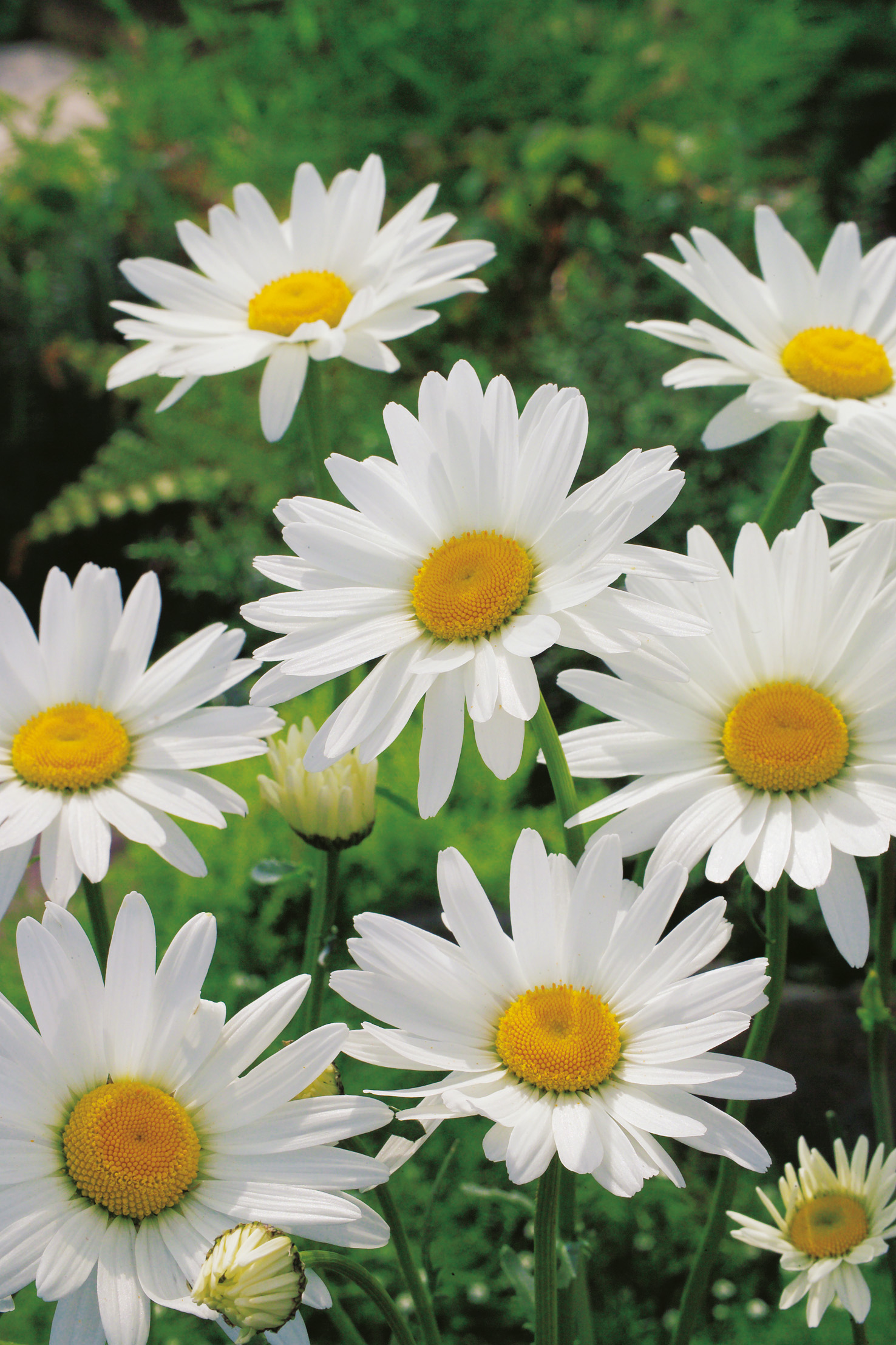 Nahaufnahme mehrerer weißer Margeriten mit leuchtend gelben Zentren vor grünem Hintergrund