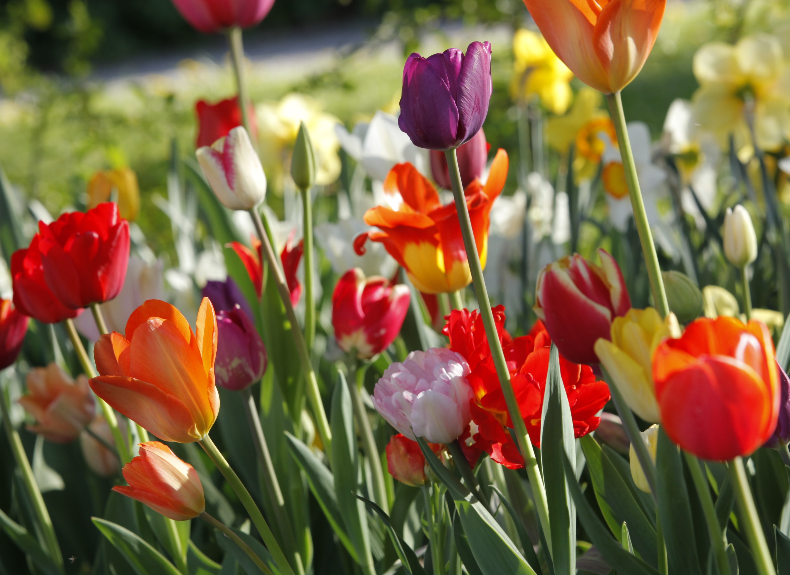 Bunt blühende Tulpen im Beet: Tulpen Prachtmischung Gönninger Frühling mit 40 hochwertigen Sorten für sonnige Frühlingsgärten und zur Verwilderung.