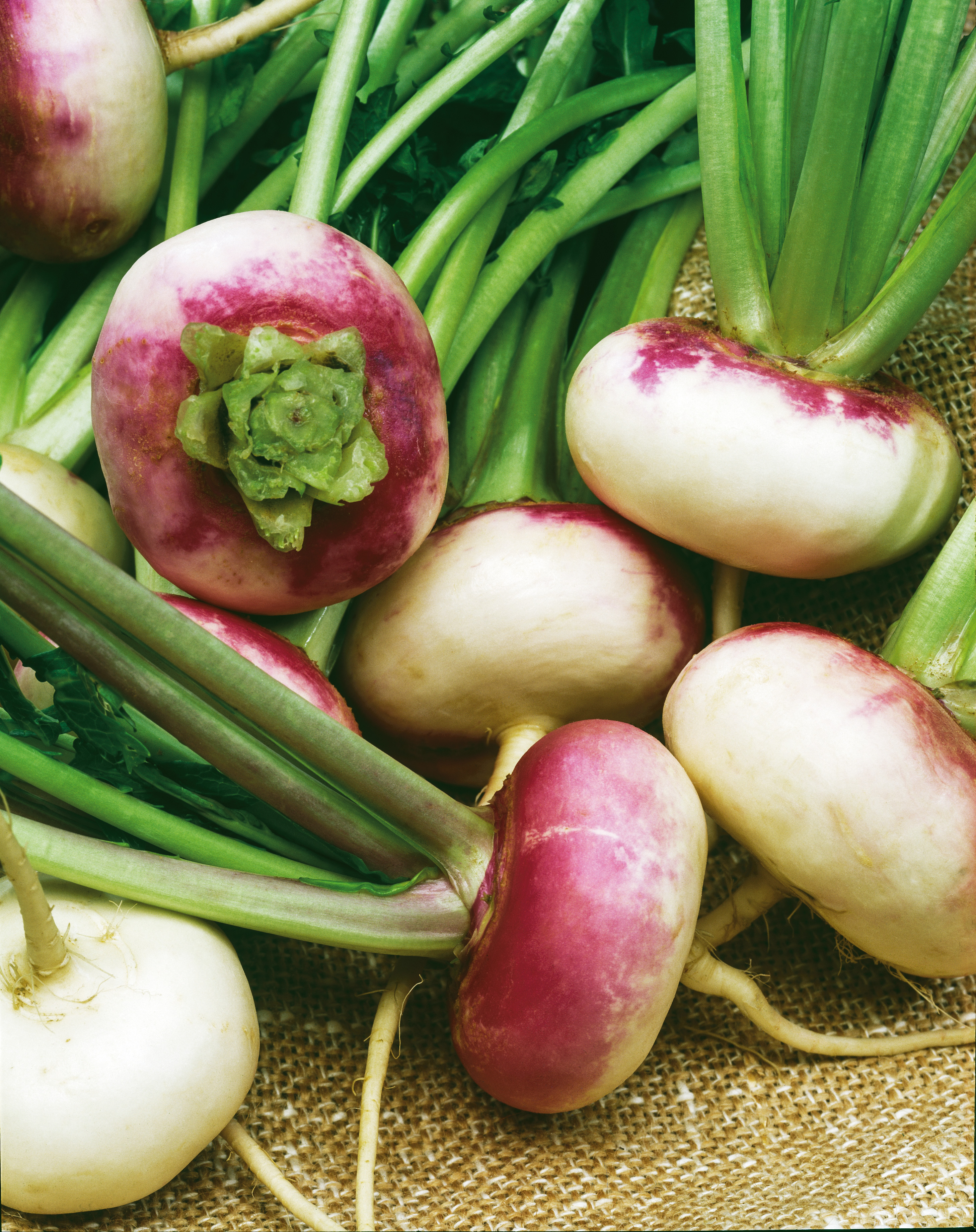 Nahaufnahme frischer weiß-rosa Mairüben (Speiserüben) mit grünen Stielen und Blättern auf Jute