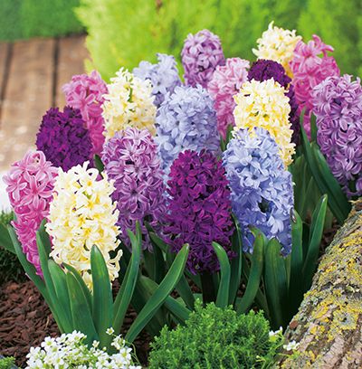 Hyazinthen Mischung mit edlen, bunten Blüten in Rosa, Weiß, Blau und Violett im Garten – duftende Frühlingsblumen aus Blumenzwiebeln