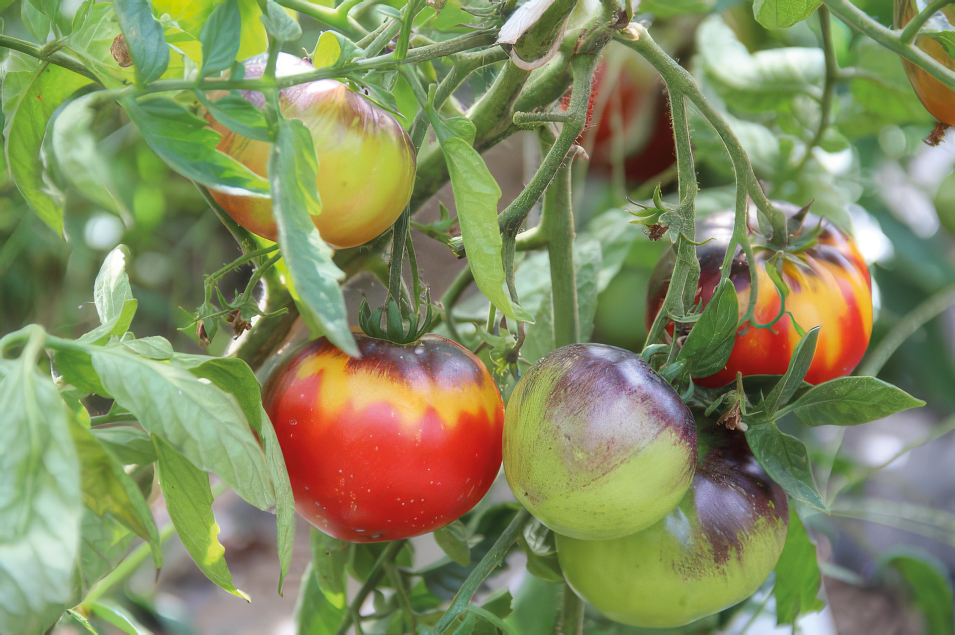 Fleischtomate Dark Galaxy