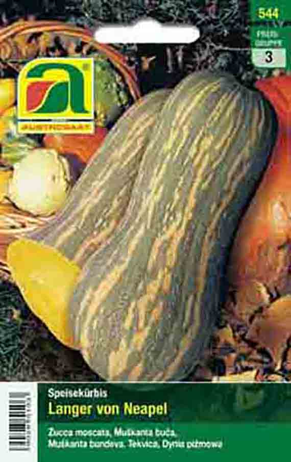 Kürbis Langer von Neapel