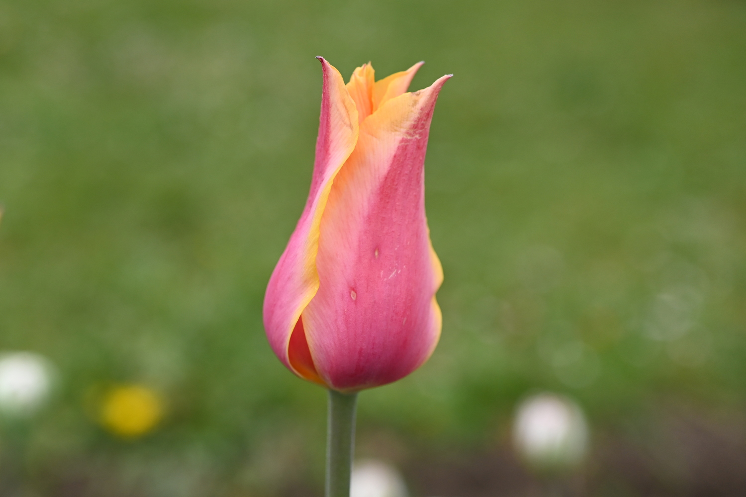 Einzelne rosa-gelbe Tulpenblüte in seitlicher Ansicht, halb geöffnete Knospe auf schlankem Stiel vor verschwommenem grünem Gartenhintergrund