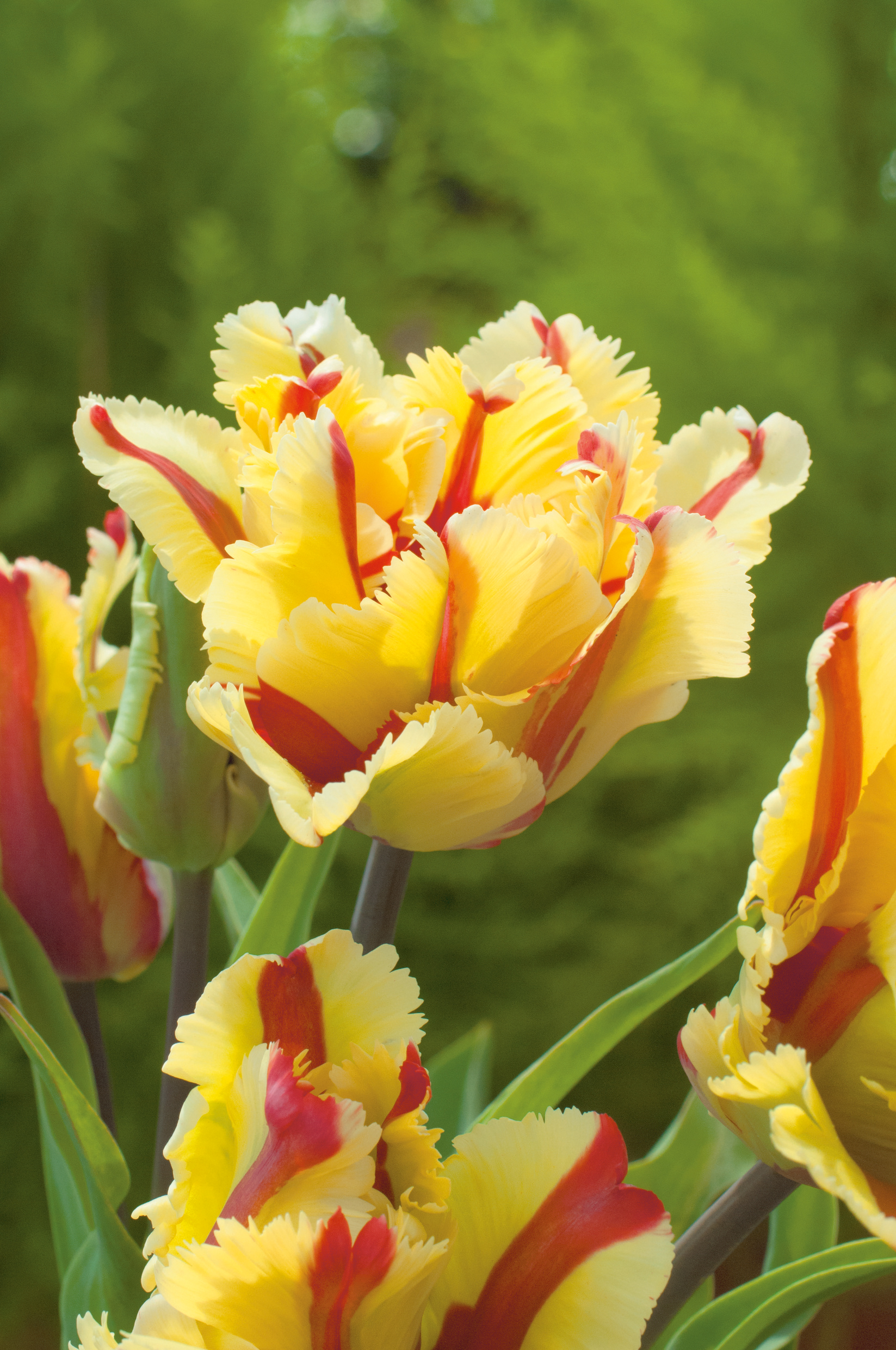 52648_Papagei-Tulpen_Flaming_Parrot Nahaufnahme gelb-roter Papageientulpen mit roten Streifen und gezackten Blütenblättern vor unscharfem grünem Hintergrund