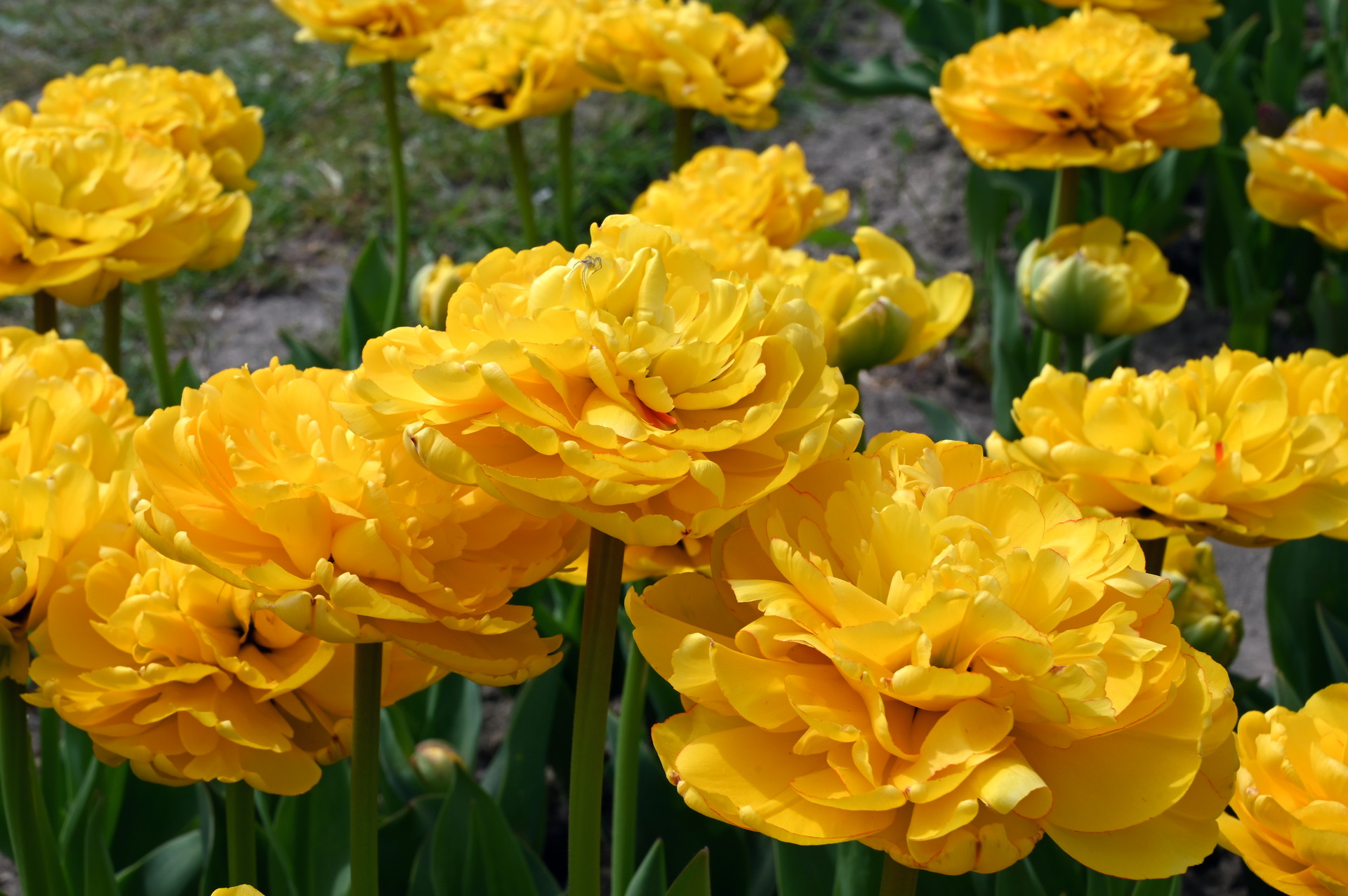 Gefüllte späte Tulpen Akebono mit großen, dicht gefüllten gelben Blüten und leicht gewellten Blütenblättern im sonnigen Frühlingsbeet