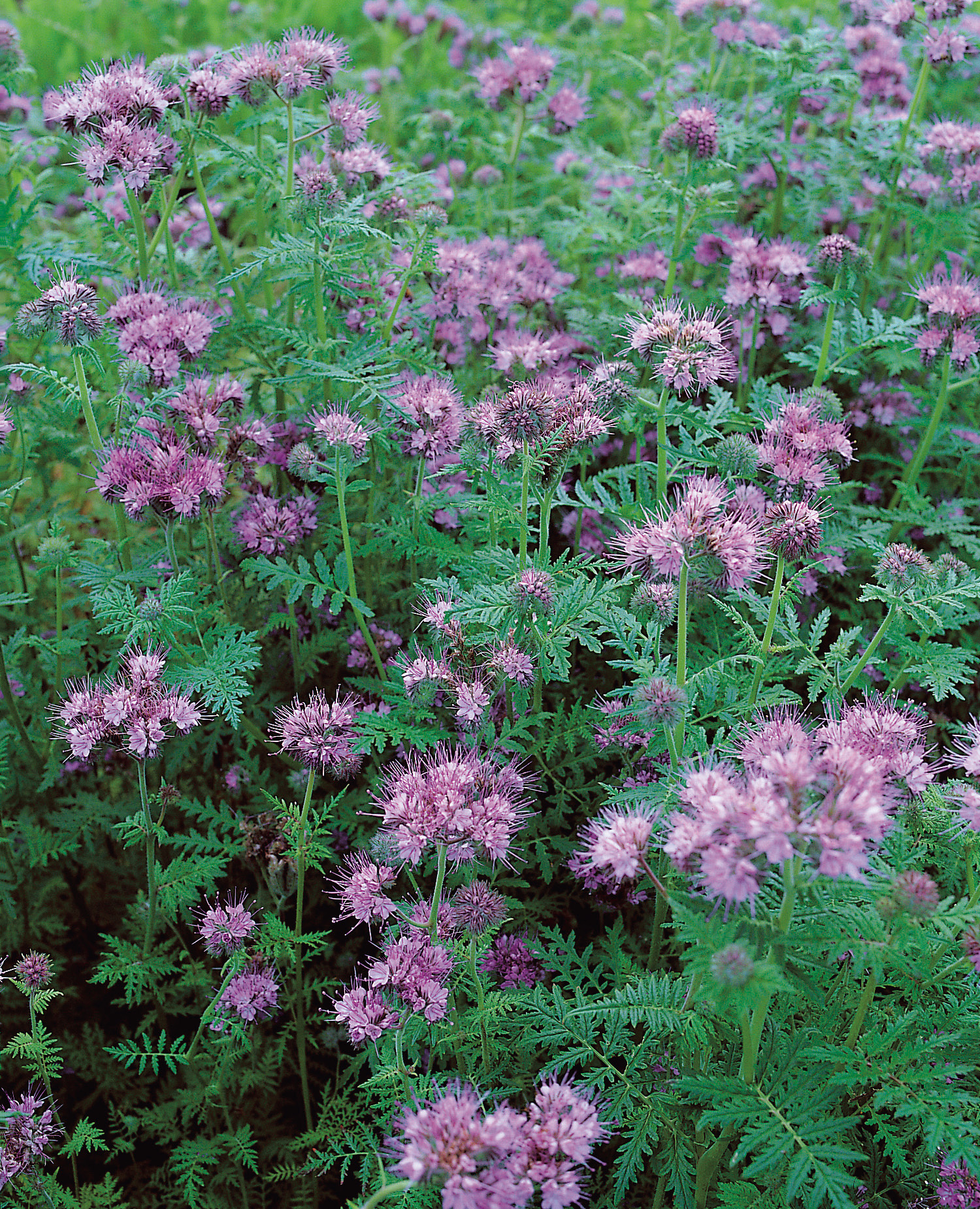 98500_Phacelia Lacy Phacelia (Phacelia tanacetifolia) mit rosa-violetten kugeligen Blüten und filigranen, gefiederten grünen Blättern im Beet