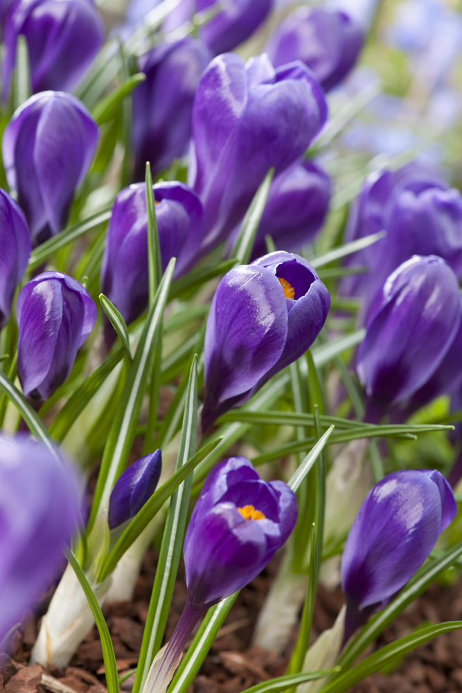 Krokusse, großblumig Flower Record