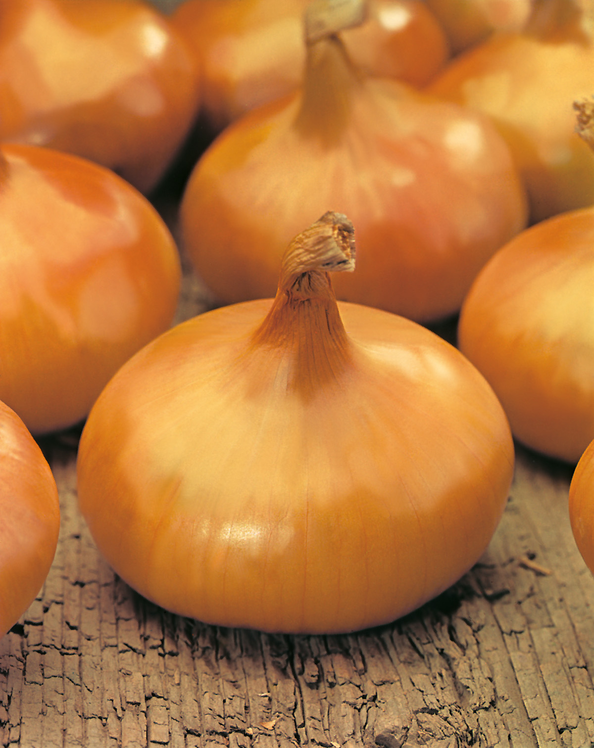 93670_Zwiebelsamen Stuttgarter Riesen Nahaufnahme einer großen, runden gelben Zwiebel mit getrockneter Spitze auf rustikalem Holztisch, weitere Zwiebeln im unscharfen Hintergrund