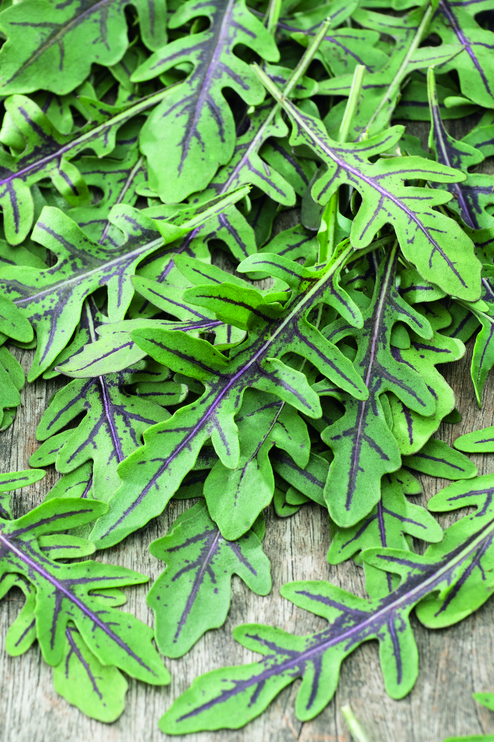 Nahaufnahme von Rucola-Blättern mit auffälligen violetten Adern auf Holzuntergrund