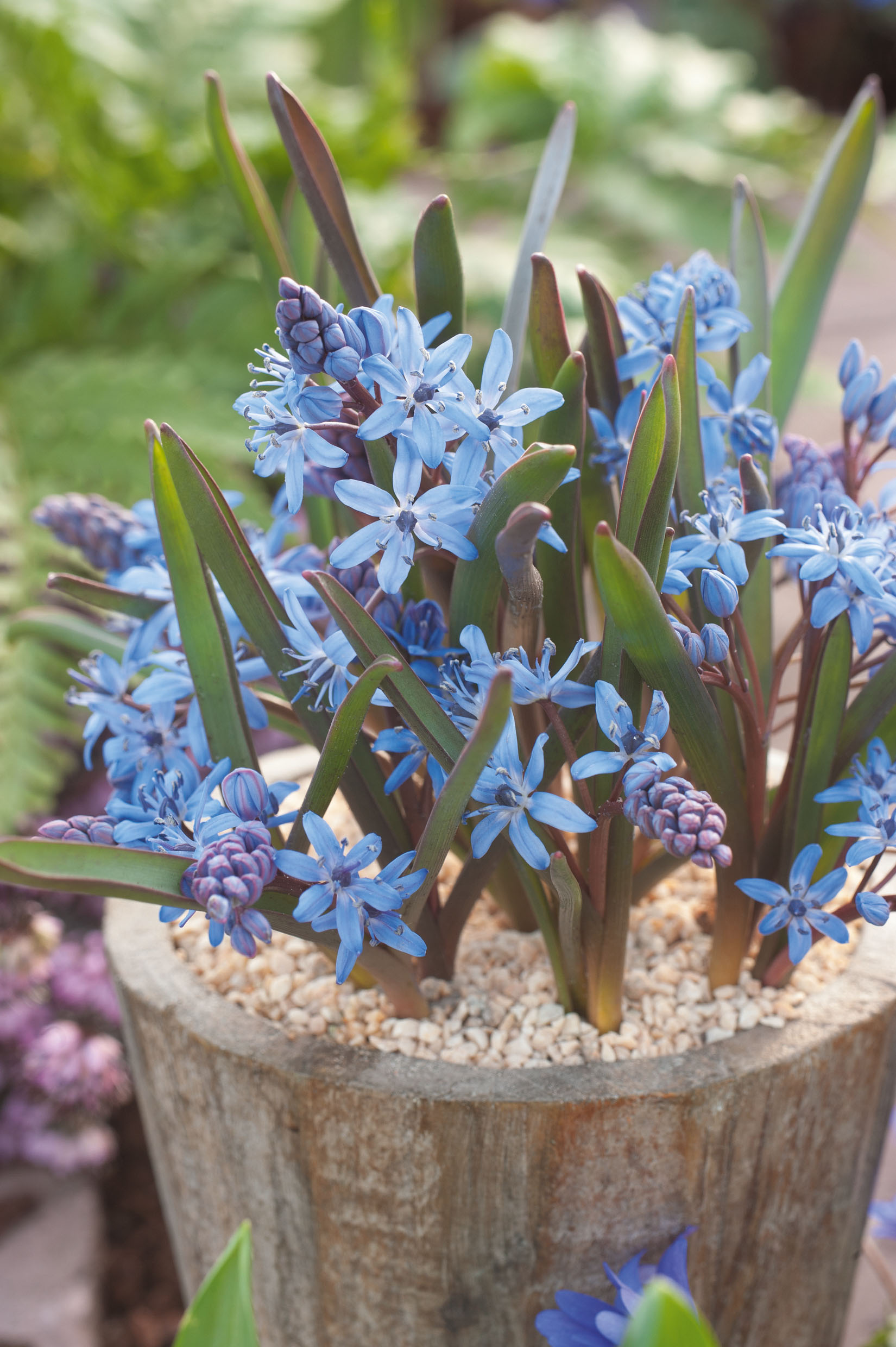 Scilla bifolia