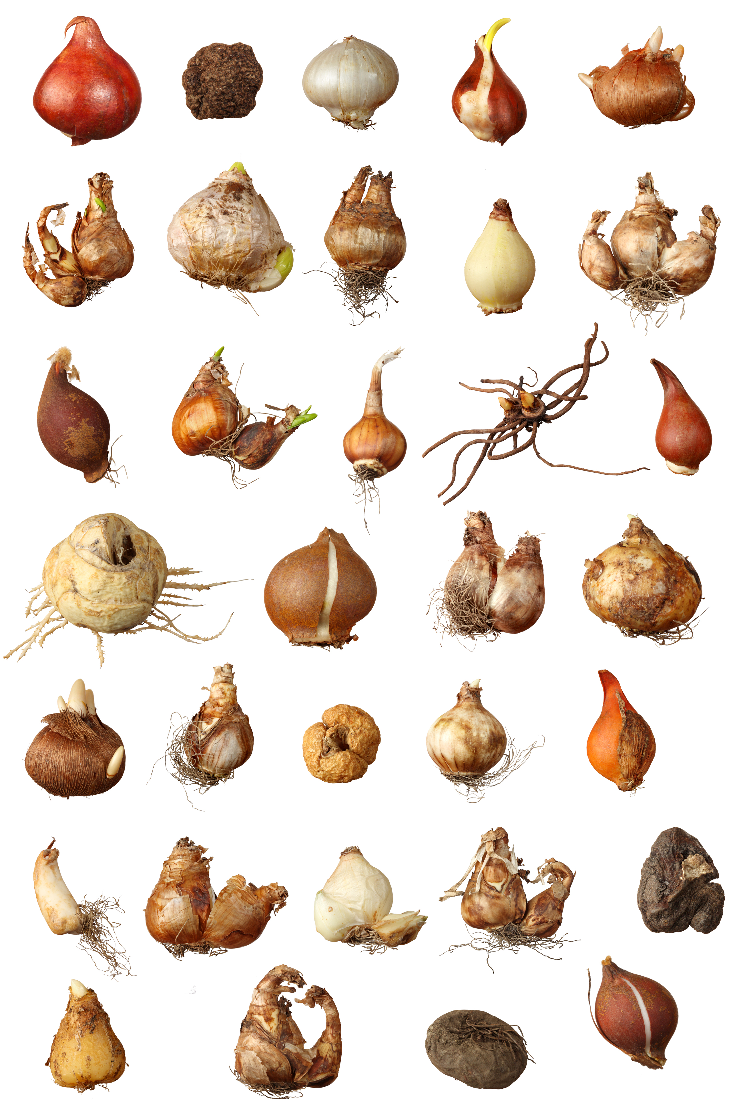 Bunte Sammlung von verschiedenen Zwiebelknollen für den Anbau