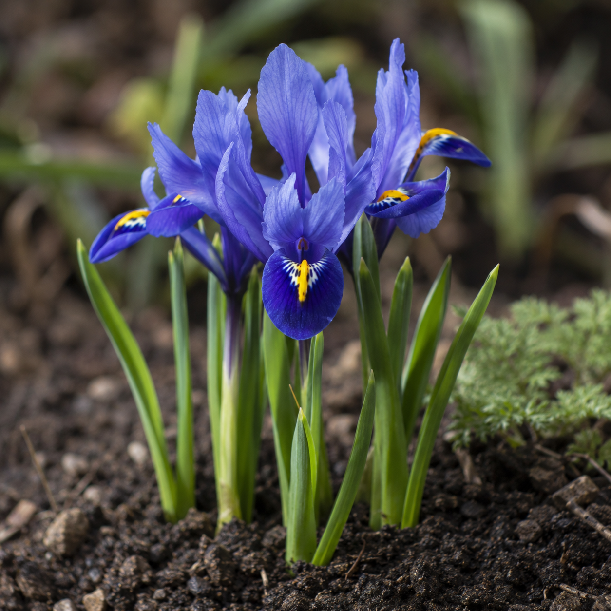 Iris reticulata Pixie
