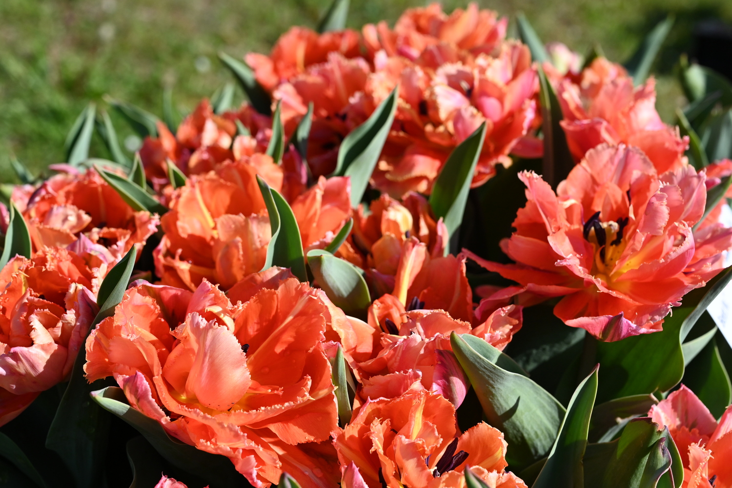 Crispa-Tulpen Royal Centennial mit leuchtend orangefarbenen, gefransten Blüten und grünen Blättern als edler Blickfang im Frühlingsbeet