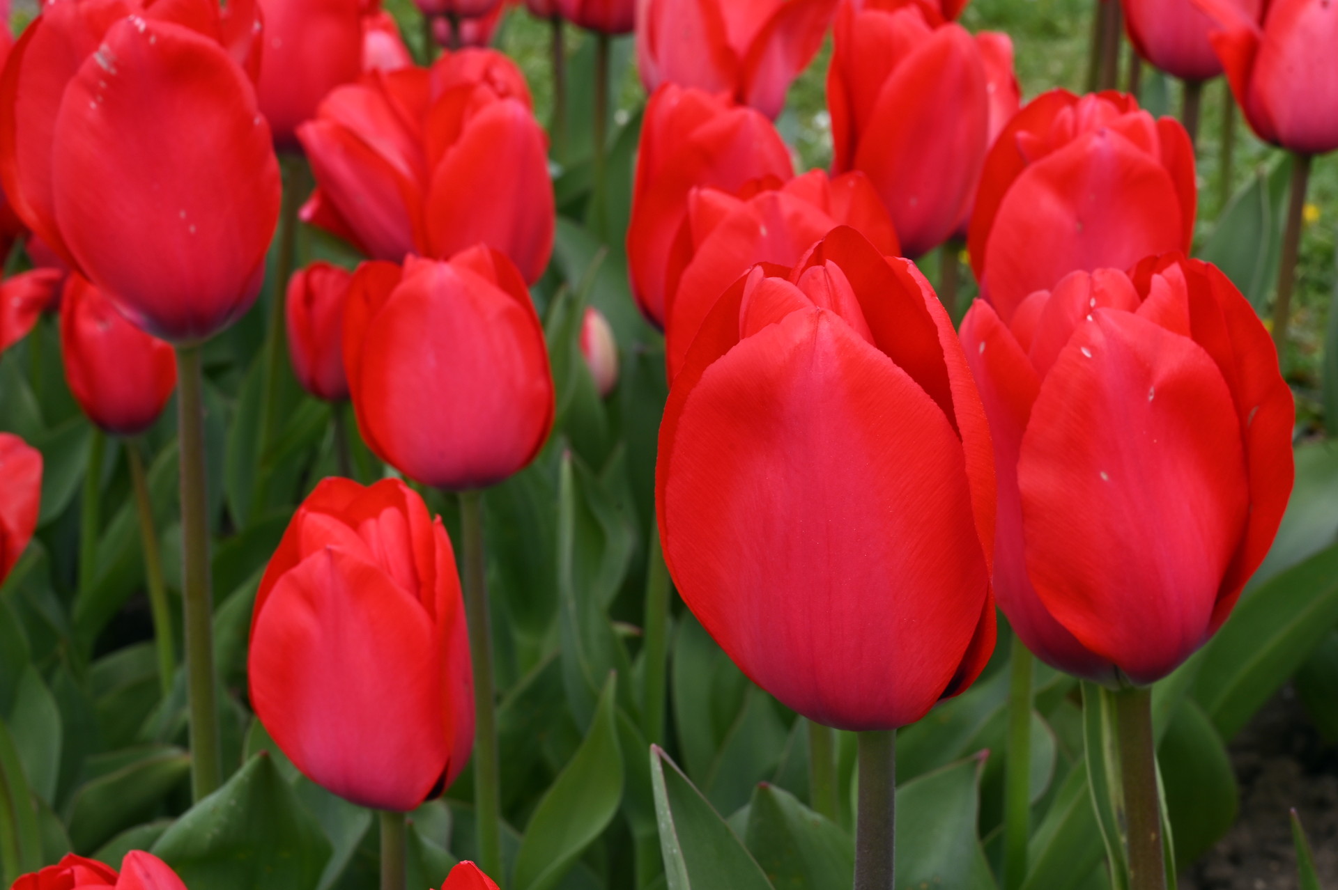 Darwin-Hybrid-Tulpen Lucky One mit satt roten, klassisch geformten Blüten im Beet – elegante Frühlingsblumen für Rabatten, Kübel und als Schnittblume
