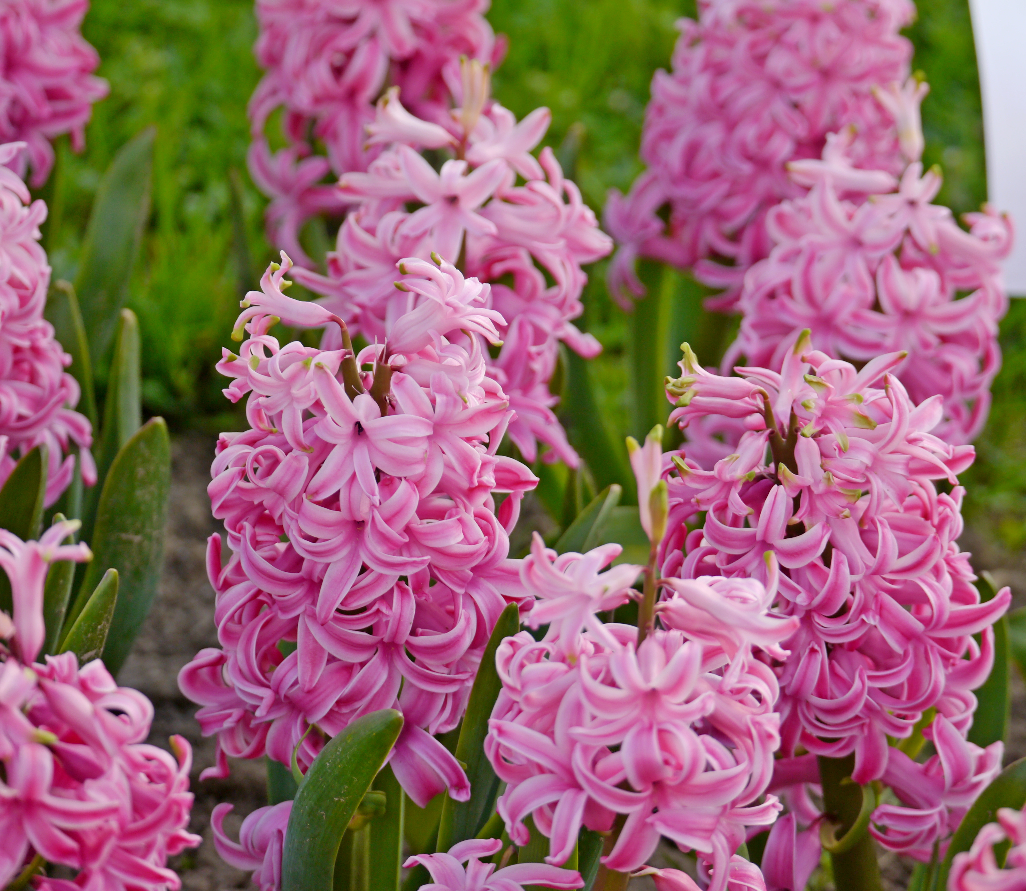 Detailaufnahme mehrerer rosa Hyazinthen mit dichten, gewellten Blütenständen und grünen Blättern in einem Beet