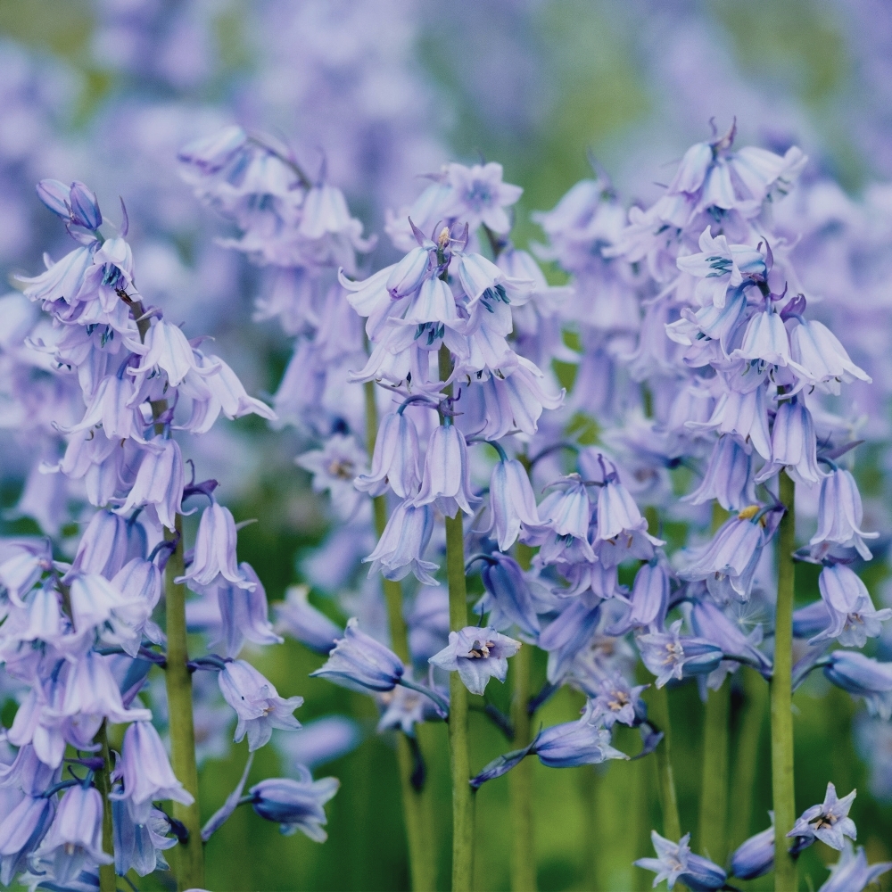 Hyacinthoides hispanica Blue
