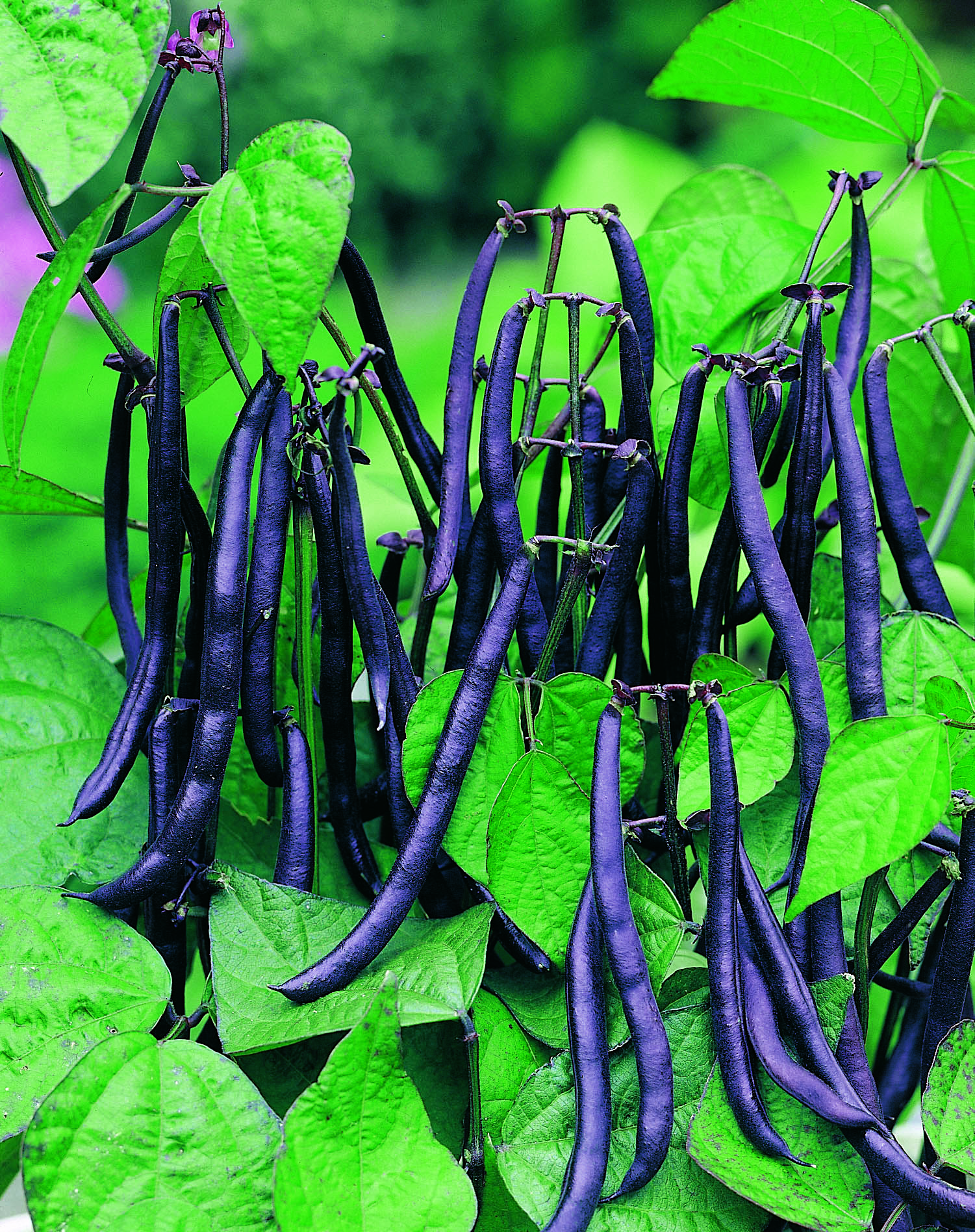 Buschbohnen - Purple Teepee