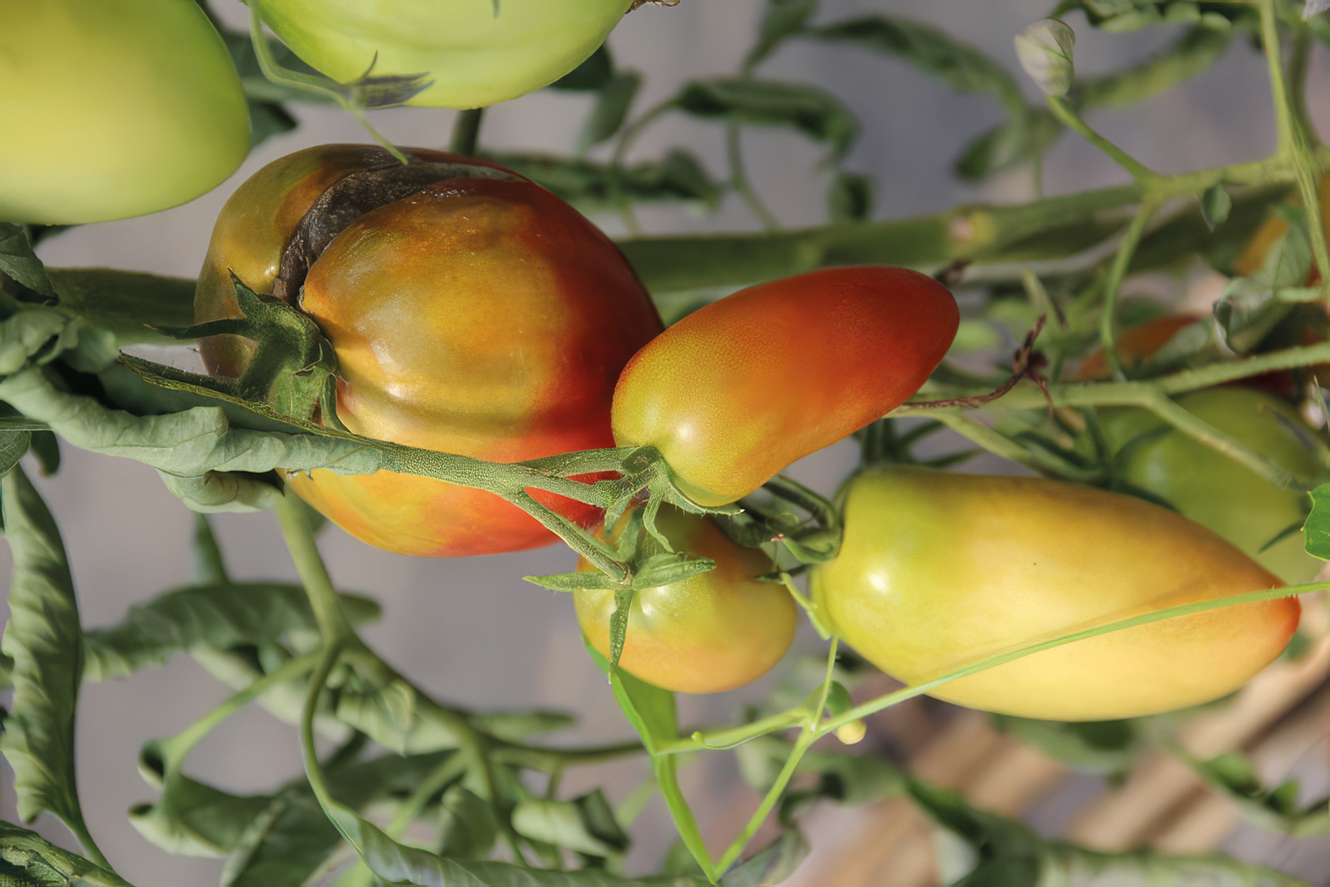 Fleischtomate Purple Russian