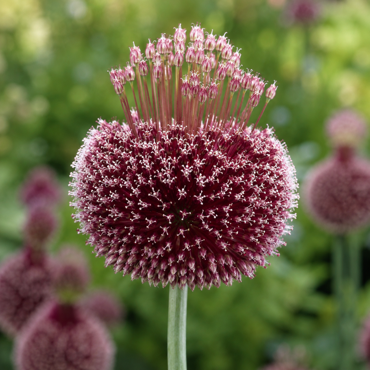 Allium amethystinus Forelock