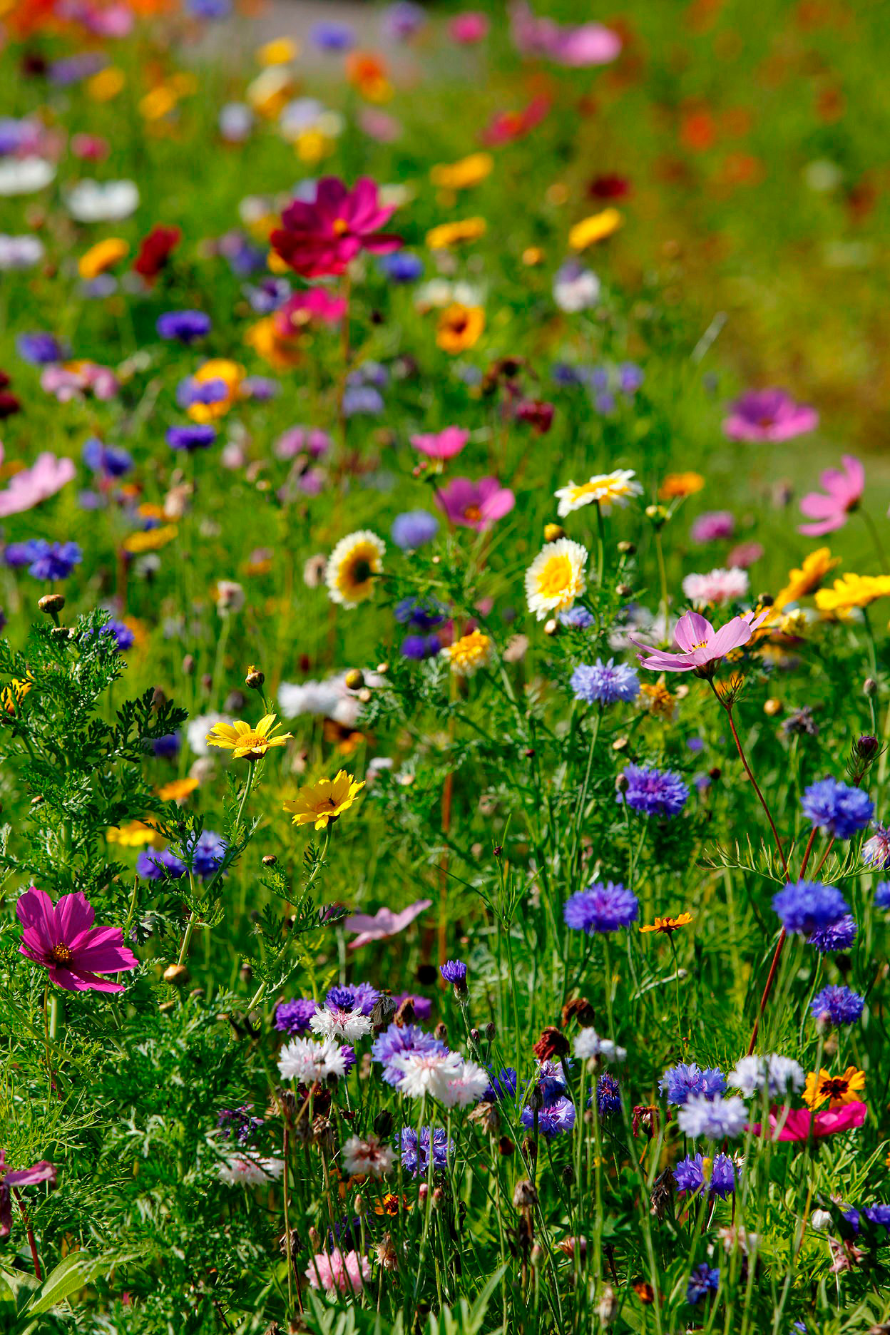 Nahaufnahme einer bunten Wildblumenwiese mit rosa Cosmeen, blauen Kornblumen, gelben und weißen Blüten vor grünem, unscharfem Hintergrund