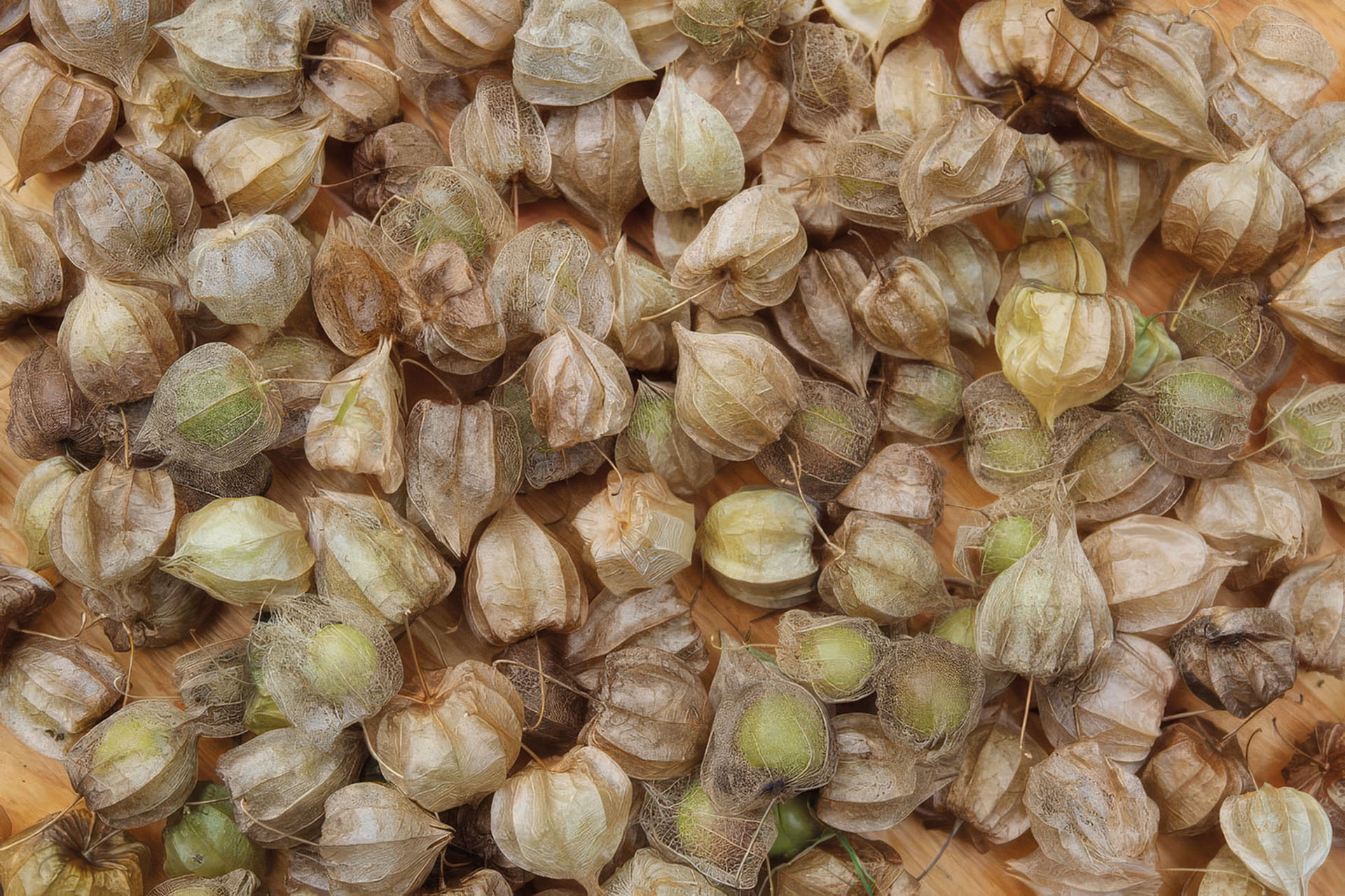Physalis Sternkirsche