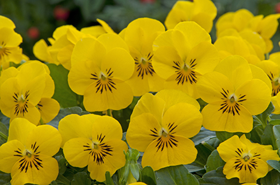 Leuchtend gelbe Blüten der Viola cornuta F1 Floral Power Yellow Surprise, kompakte Mini-Viola mit ca. 4 cm Blüten, vielblütig, frühblühend und winterhart für Herbst und Frühjahr