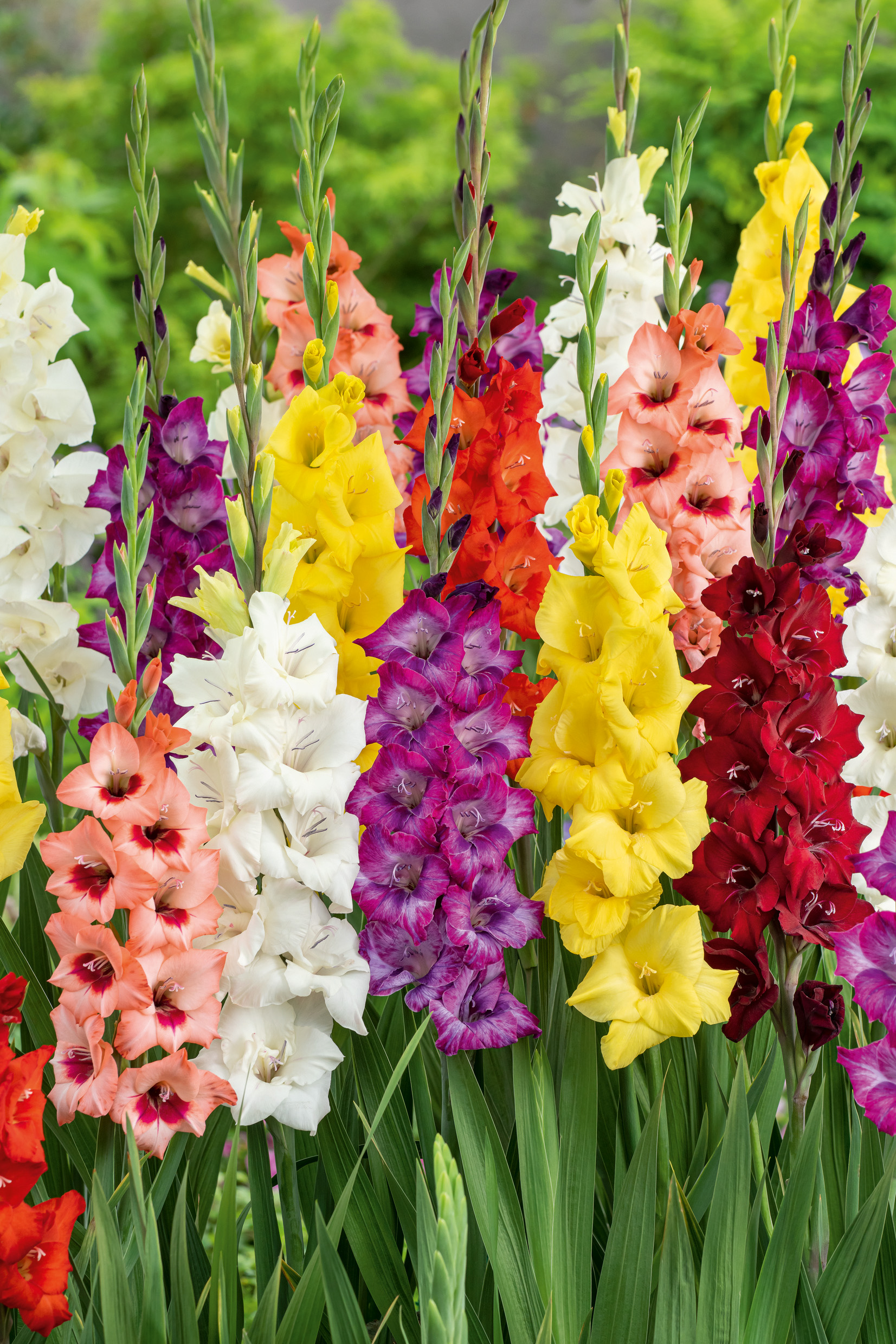 Mehrere hohe Gladiolenstiele mit dichten, mehrfarbigen Blüten in Gelb, Rot, Weiß, Rosa und Violett auf grünem Blattwerk, Nahaufnahme eines blühenden Gartenbeets