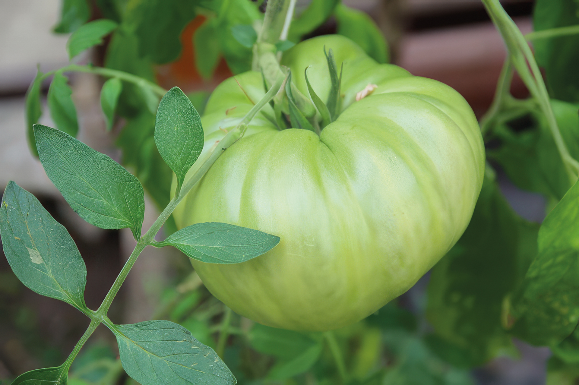 Fleischtomate Grandmothers Heart