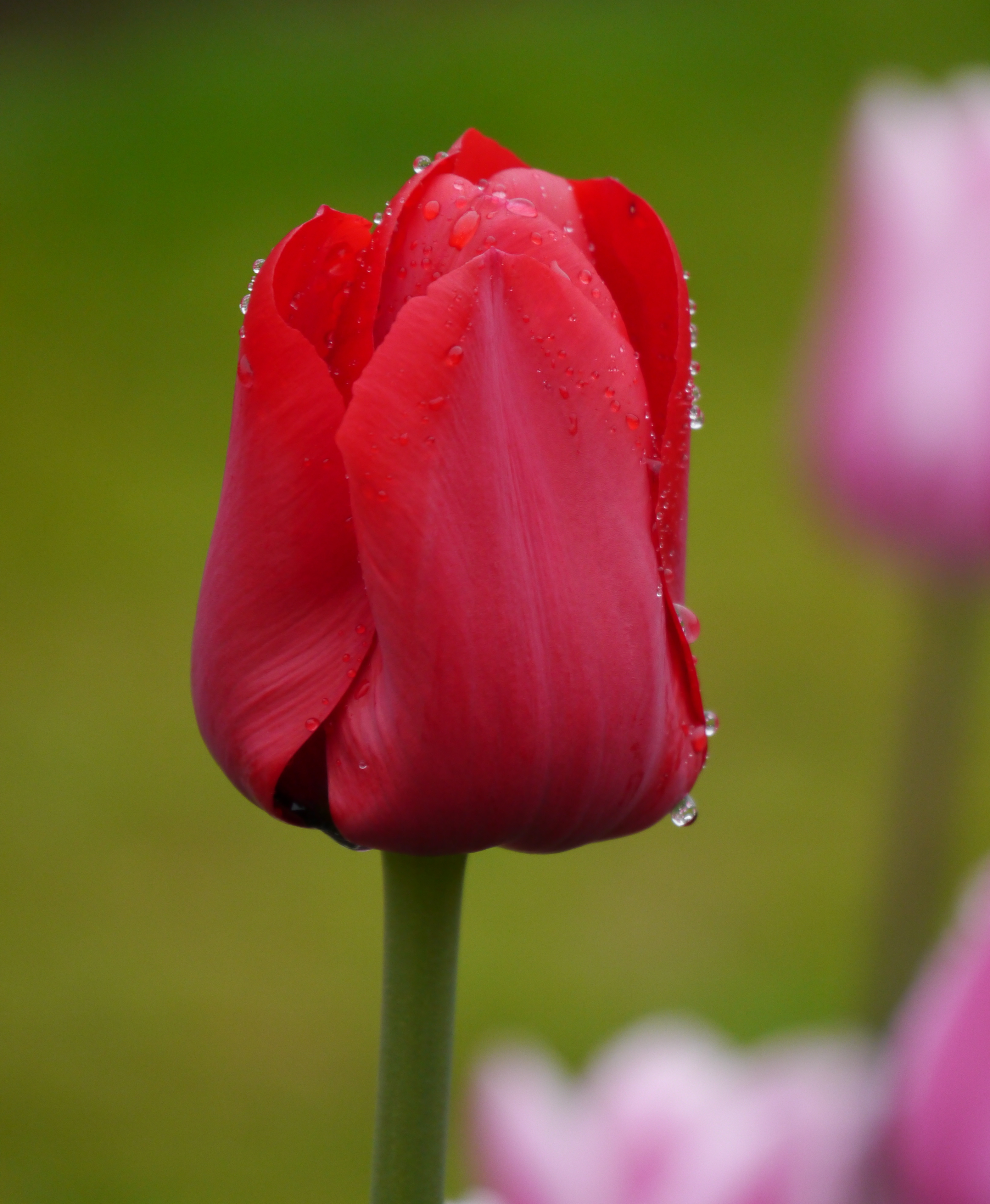Nahaufnahme einer roten Tulpe mit Wassertropfen auf den Blütenblättern vor unscharfem grünem Hintergrund
