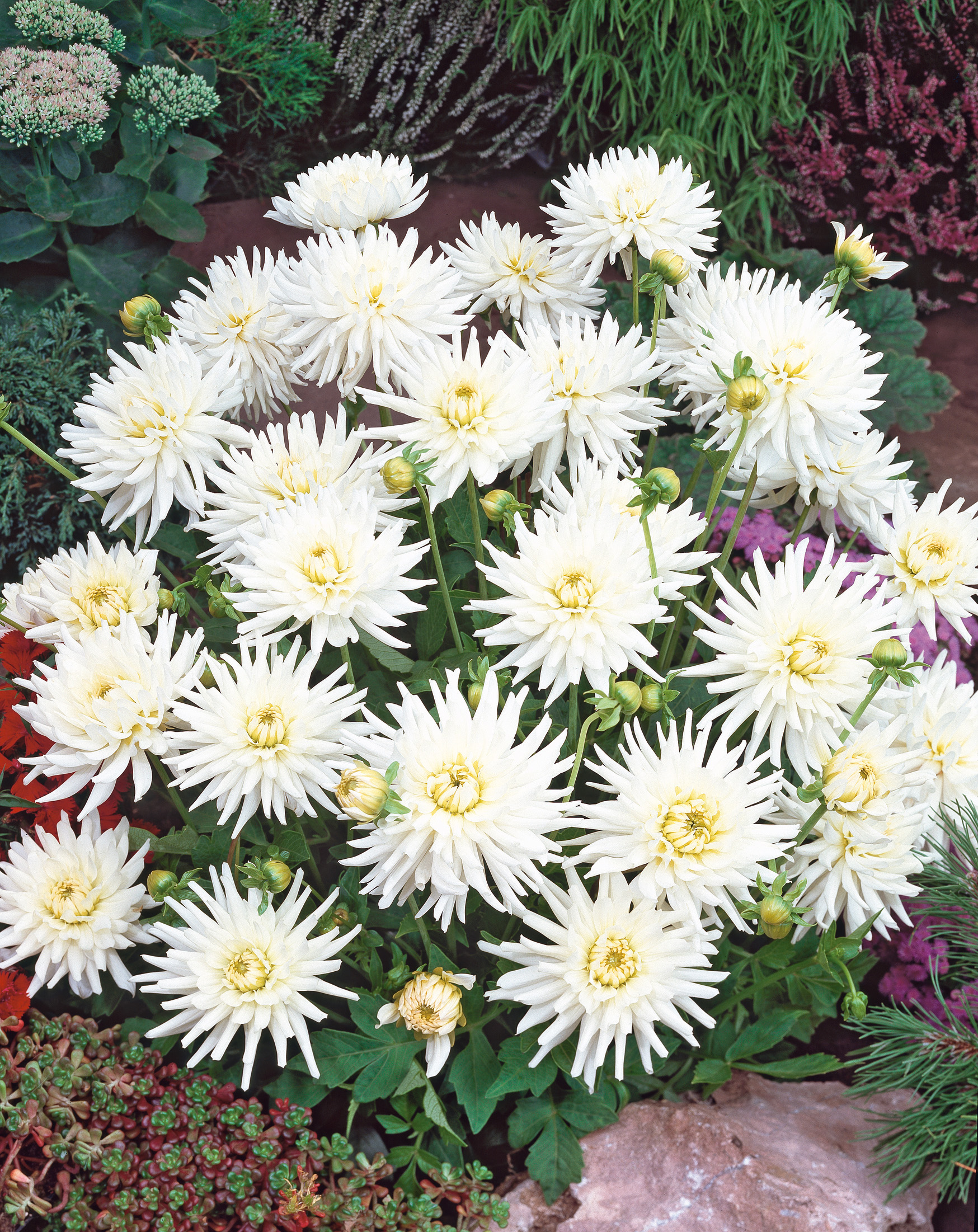 Blühende weiße Dahlien mit spitzen Blütenblättern in einem Gartenarrangement