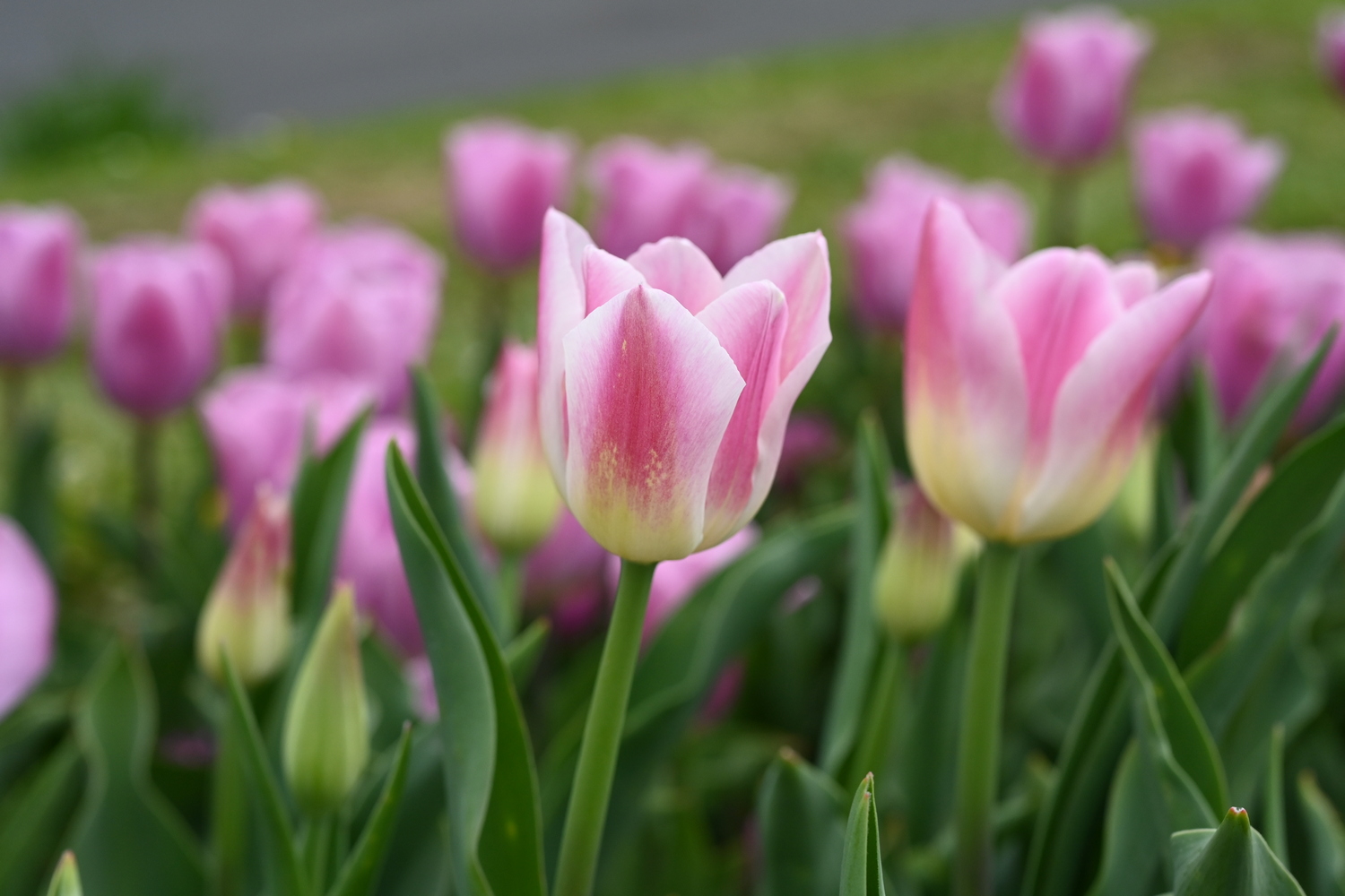 52217_Royal_Ten Nahaufnahme von rosa-weißen Tulpen in einem Blumenbeet mit grünem Blattwerk und unscharfem Hintergrund