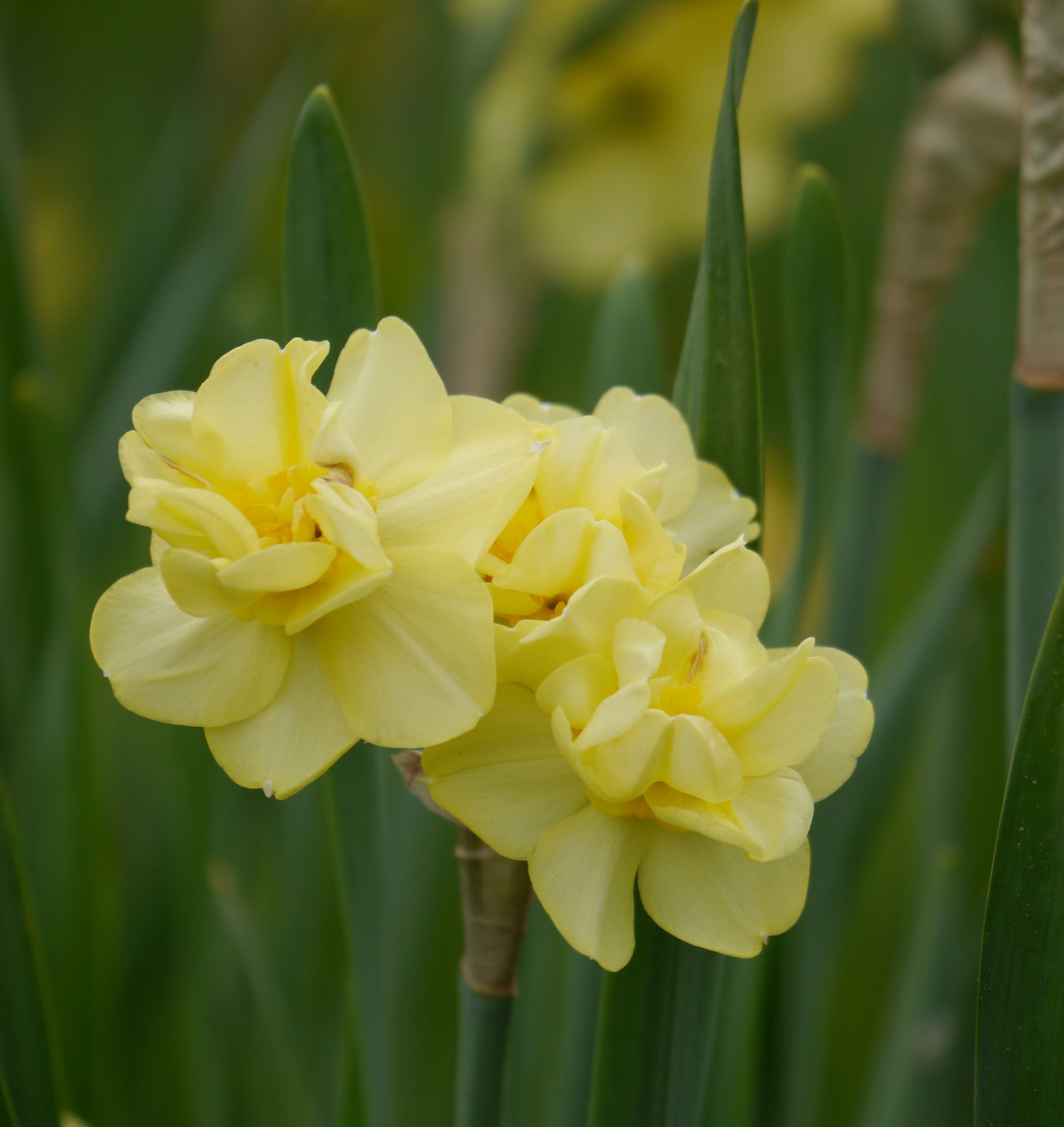 Nahaufnahme der Poetaz-Narzisse Yellow Cheerfulness mit gelben, gefüllten Blüten und schmalem Laub – duftende, mehrblütige Frühlingsblume für Garten und Topf.