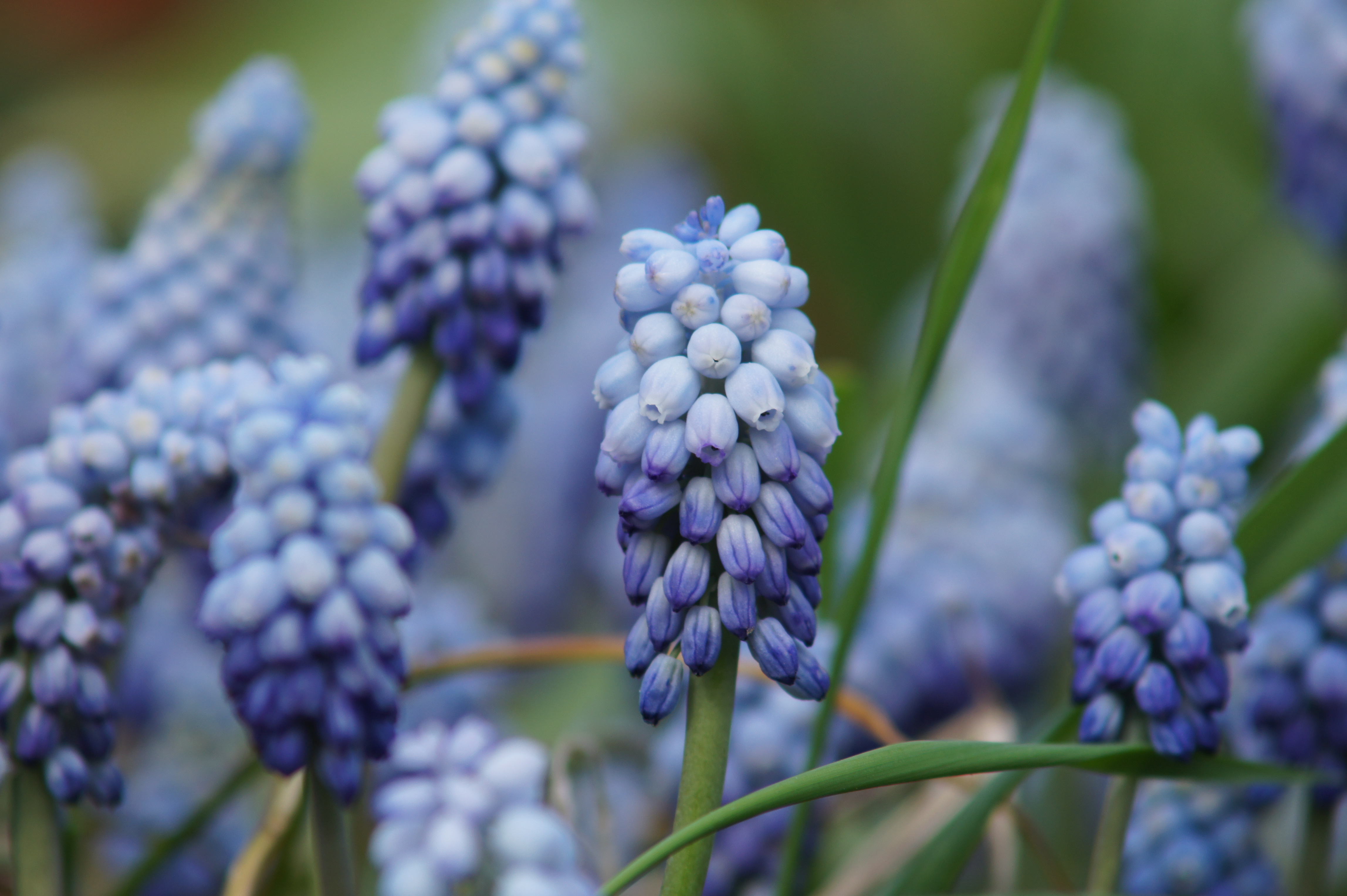 58021_Muscari Valerie Finnis Nahaufnahme von blauen Traubenhyazinthen (Muscari) mit gewellten Blättern im Frühlingsgarten