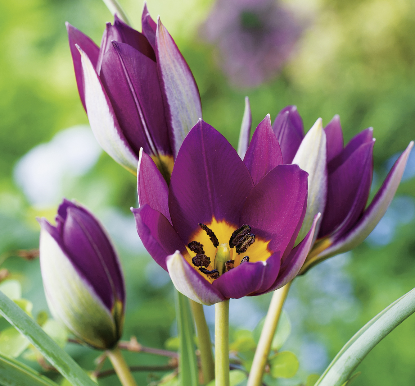Tulipa humilis Persian Pearl