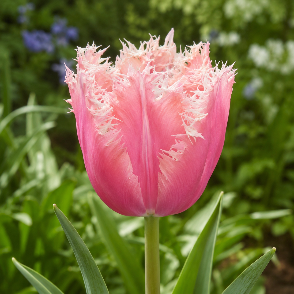 Crispa-Tulpen Paleis Het Loo