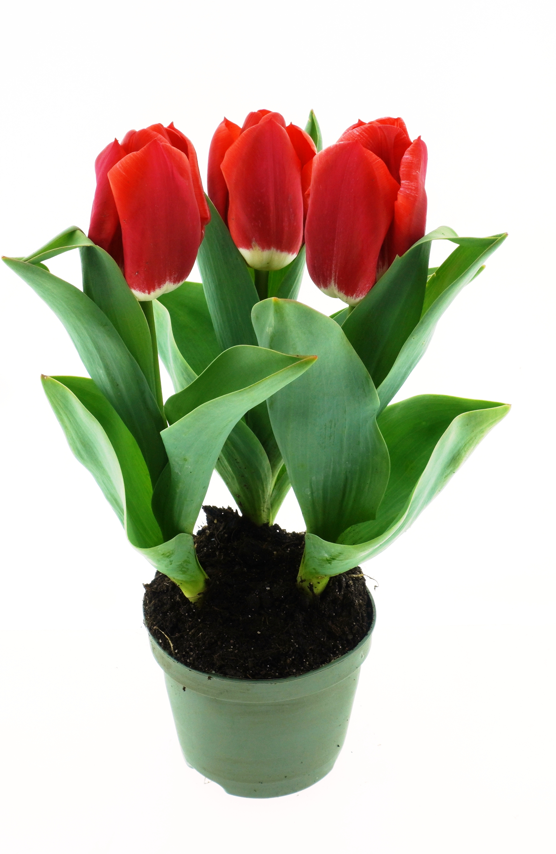 52209_Triumph-Tulpen Red Calgary Nahaufnahme roter Tulpen (3–4 Blüten) in grünem Topf mit frischen grünen Blättern und dunkler Erde vor weißem Hintergrund