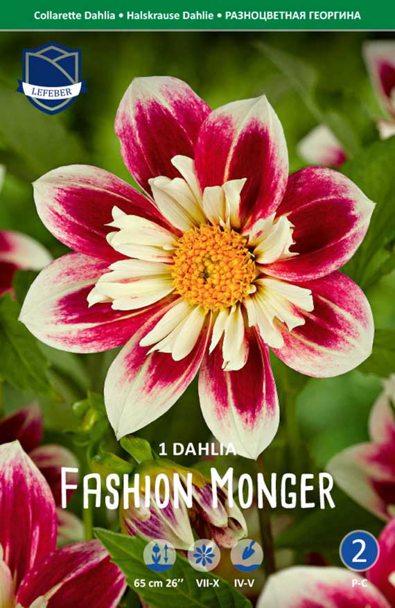 Nahaufnahme einer zweifarbigen Collarette-Dahlie 'Fashion Monger' mit weißem Innenkranz, dunkelrosa Spitzen und gelbem Blütenzentrum; Verpackungsbild mit Markenlogo und Pflege- sowie Pflanzhinweisen