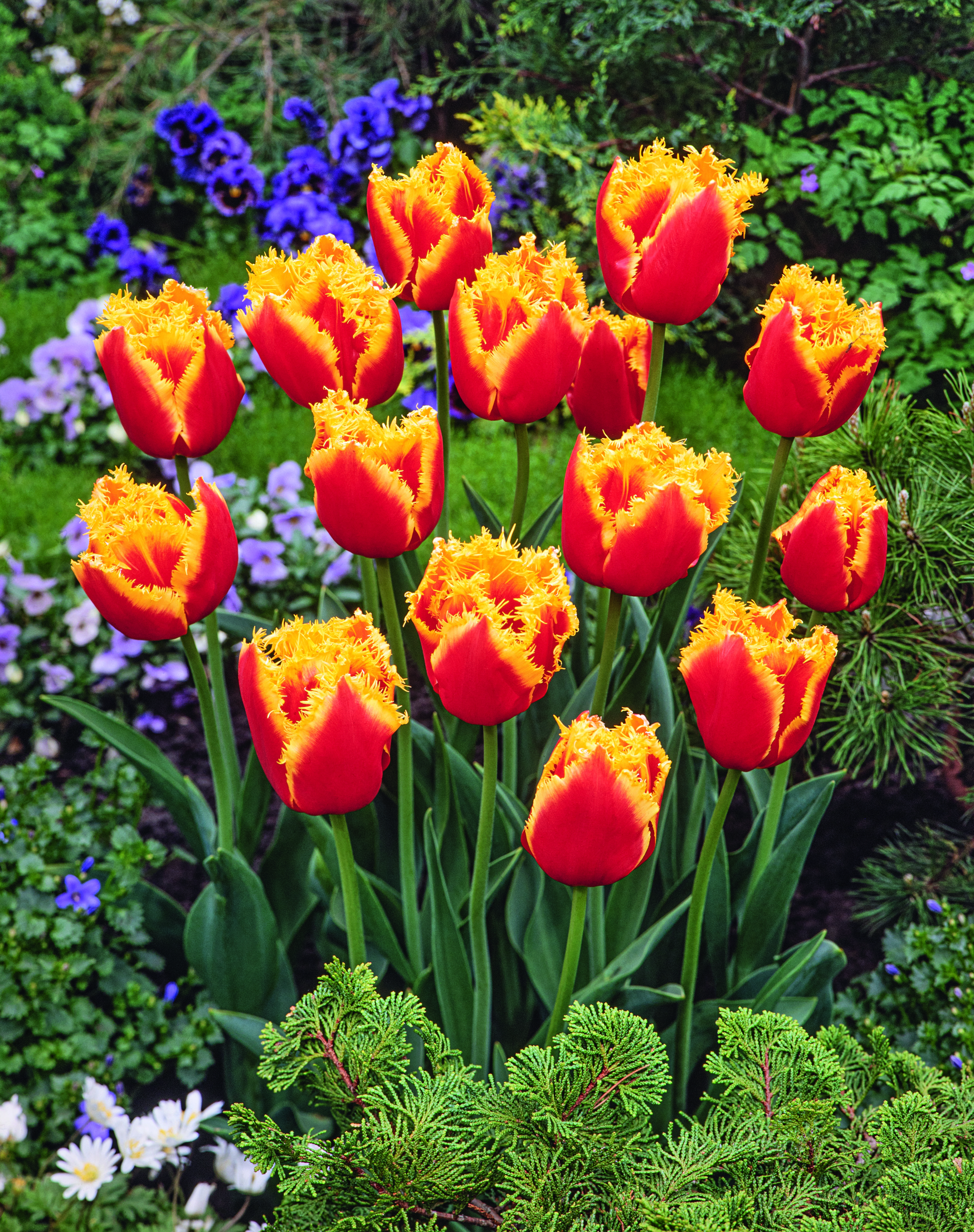 52532_Crispa-Tulpen Davenport_14204239_FM Nahaufnahme mehrerer rot-gelber Fransentulpen mit gezackten gelben Blütenrändern in einem blühenden Gartenbeet, umgeben von grünen Blättern sowie violetten und weißen Begleitblumen.