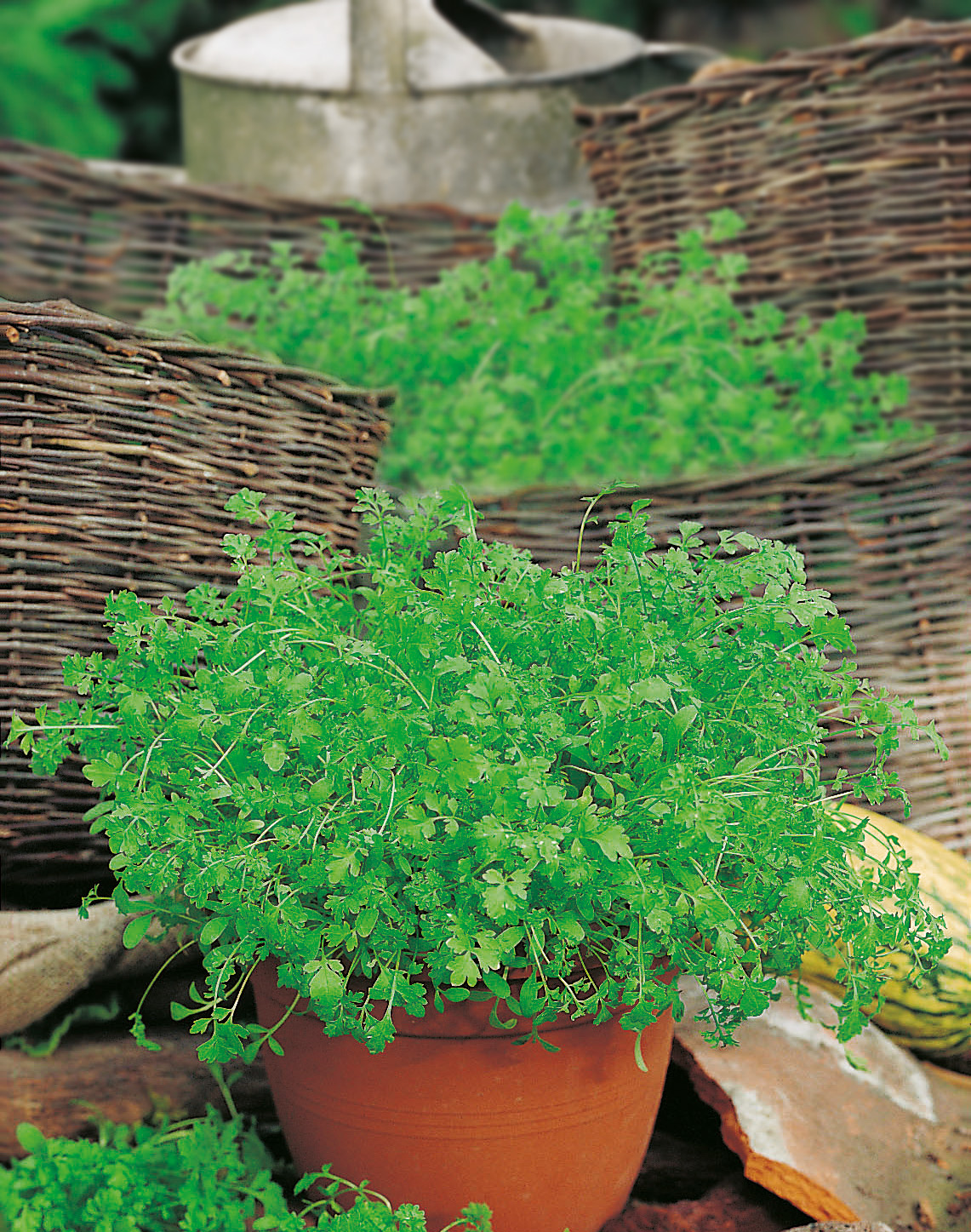 Gartenkresse Grüne Krause