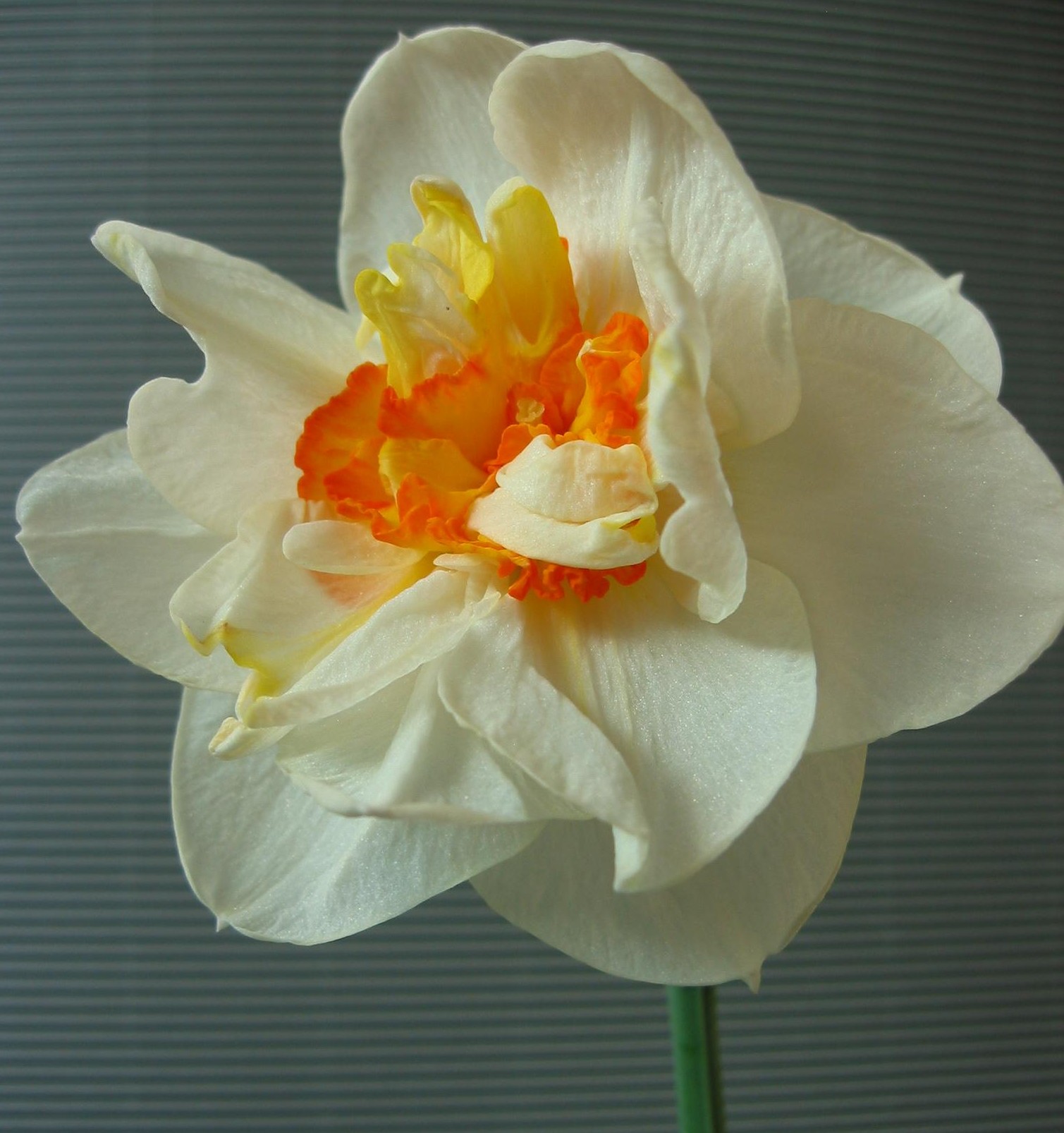 Nahaufnahme der gefüllten Narzisse Flower Drift mit cremeweißen Blütenblättern und orangefarbener Mitte, ideal für Garten, Topf und als Schnittblume