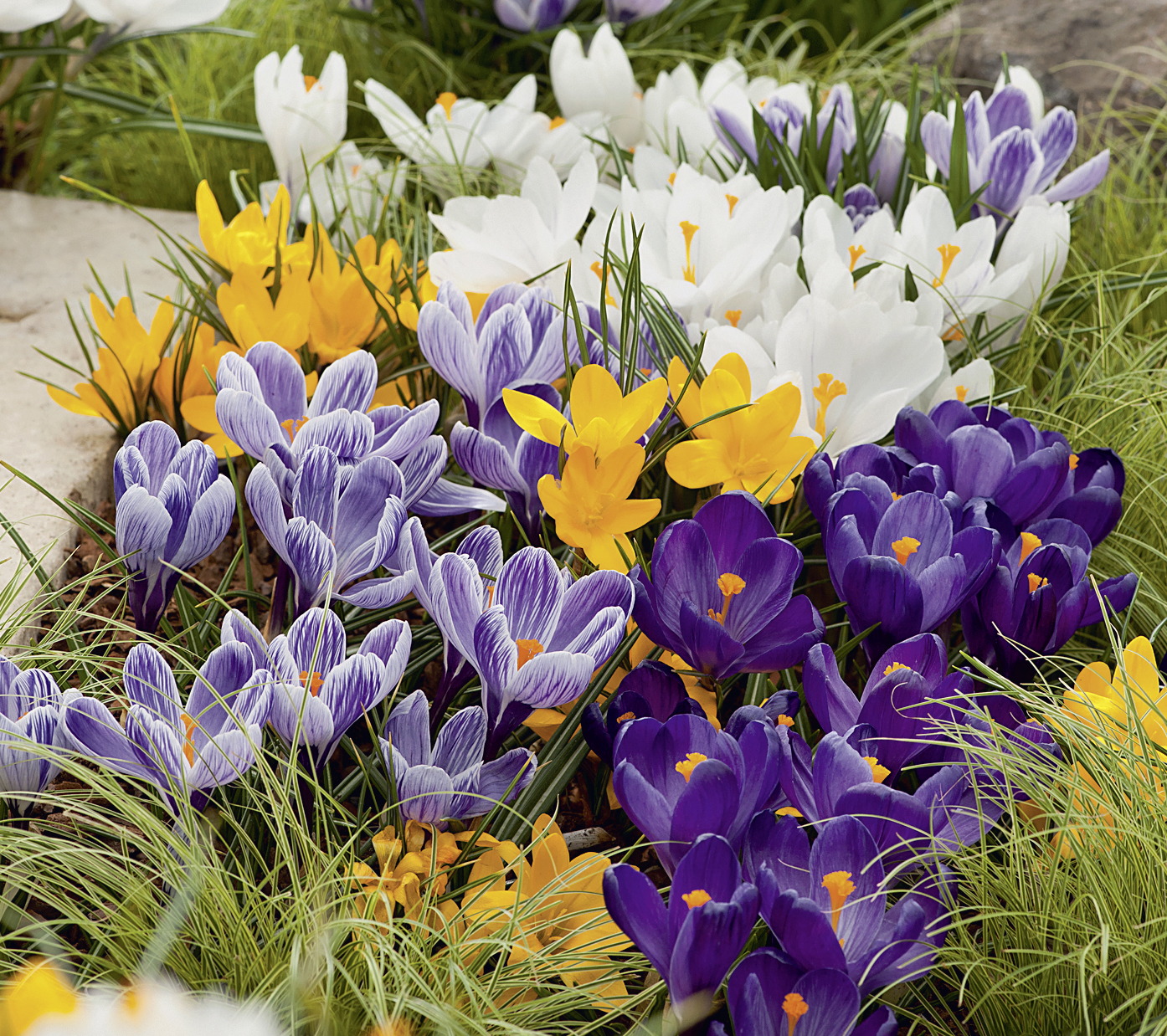Nahaufnahme bunter Krokusse in einem grasigen Beet: violette, gestreifte, weiße und gelbe Blüten mit orangefarbenen Narben