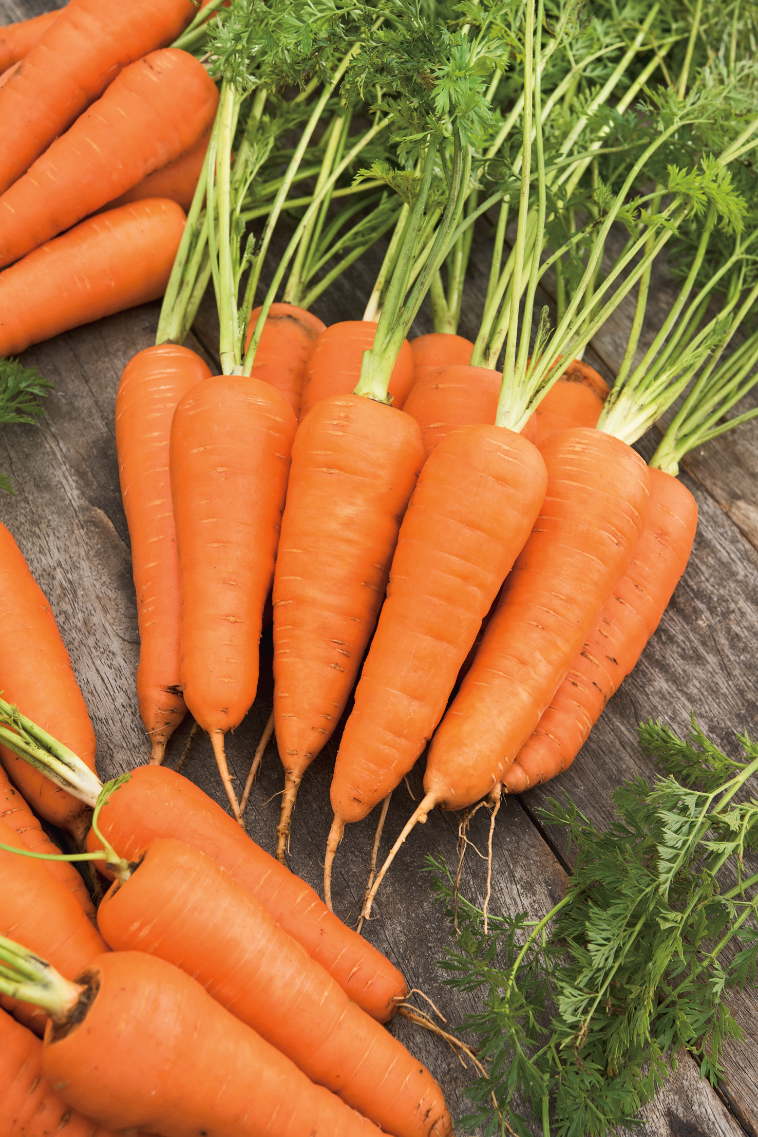 Frische Möhren der Sorte Tuchon als Sparpackung von Samen-Fetzer, glattschalig, gut durchgefärbt und aromatisch mit hohem Carotingehalt.