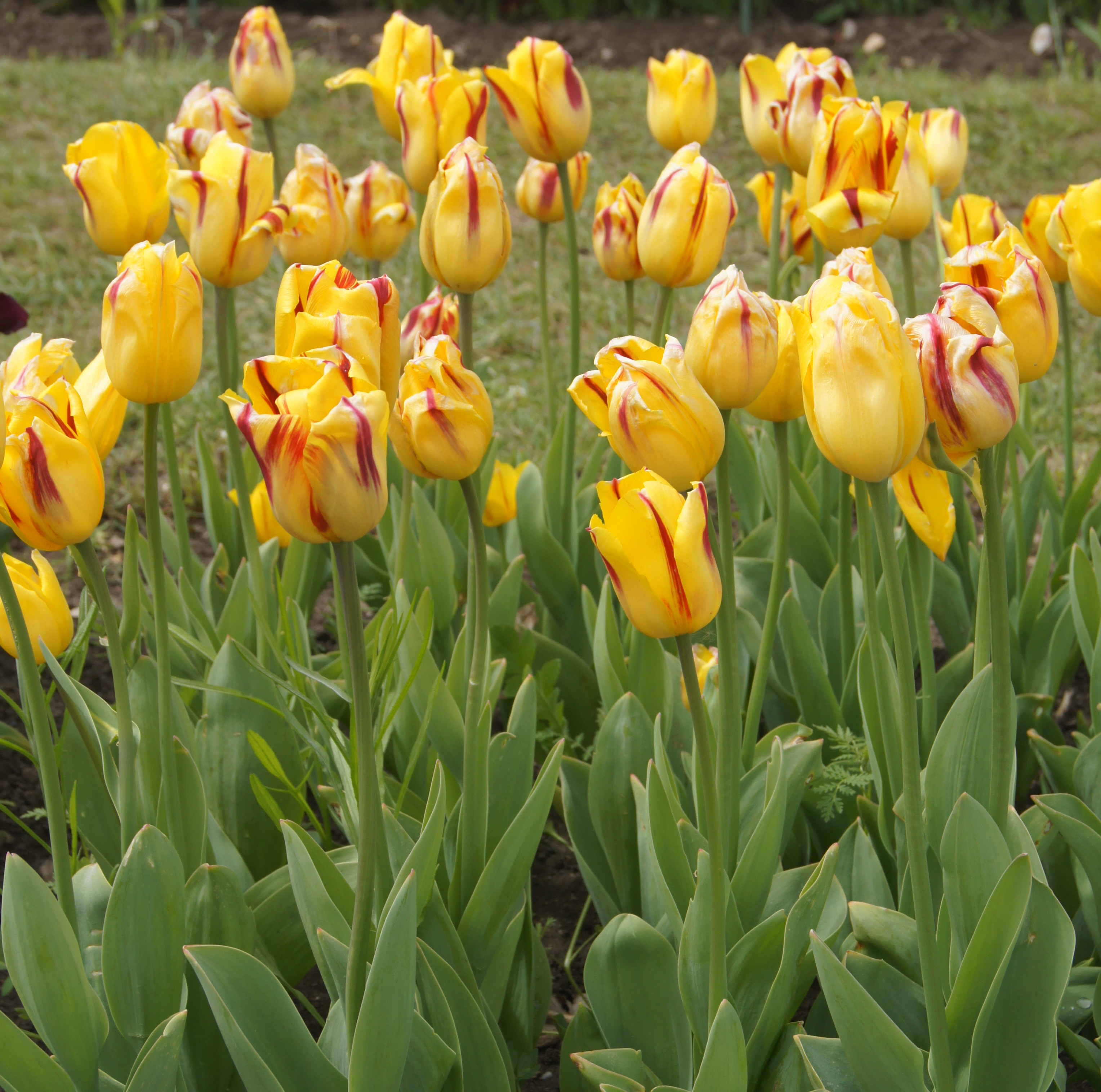 Nahaufnahme von gelb-roten Tulpen mit roten Streifen im Blumenbeet, grünes Laub, Frühlingsgarten