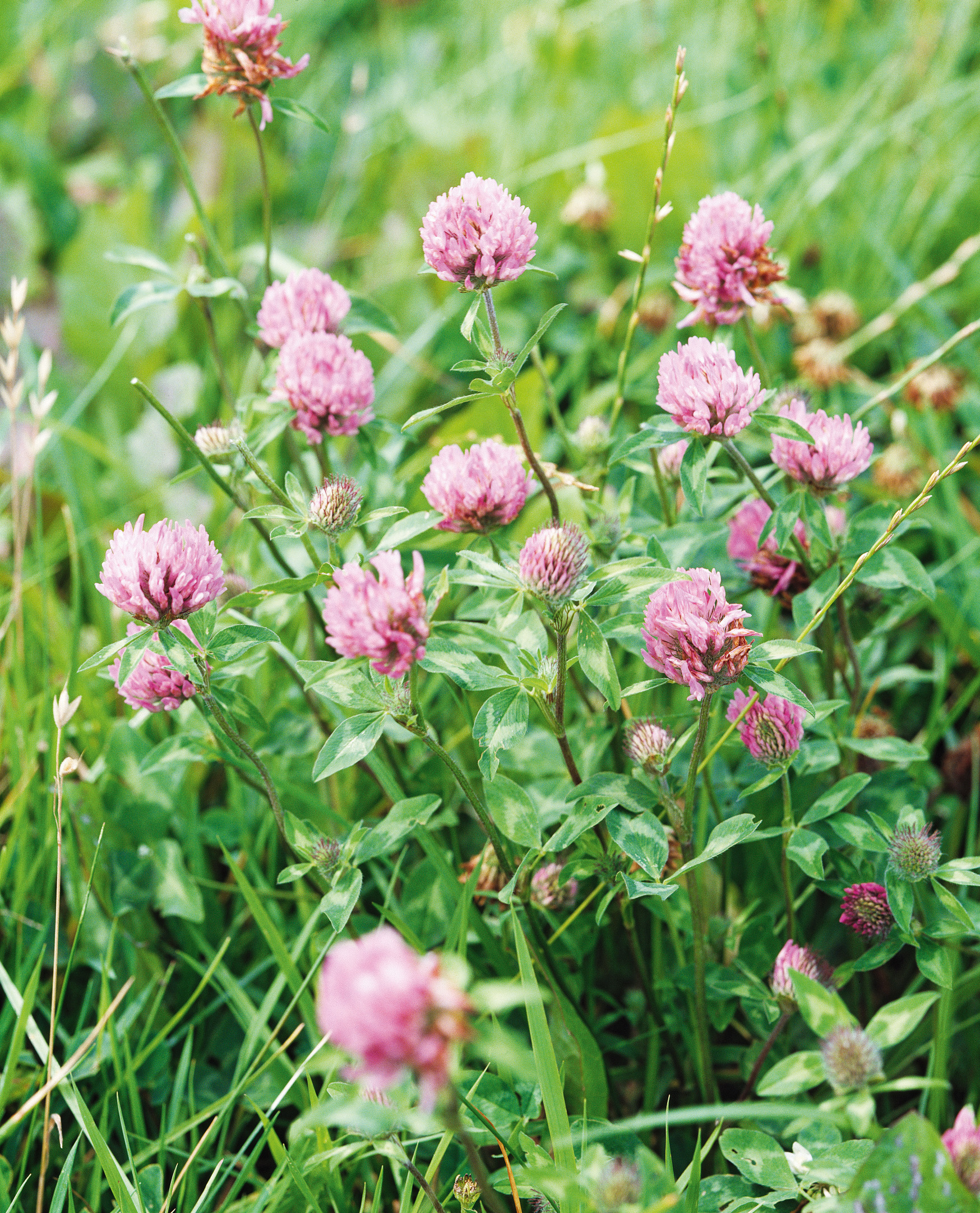Mehrere rosa Rotklee-Blüten (Trifolium pratense) mit grünen Blättern zwischen Gräsern, Nahaufnahme