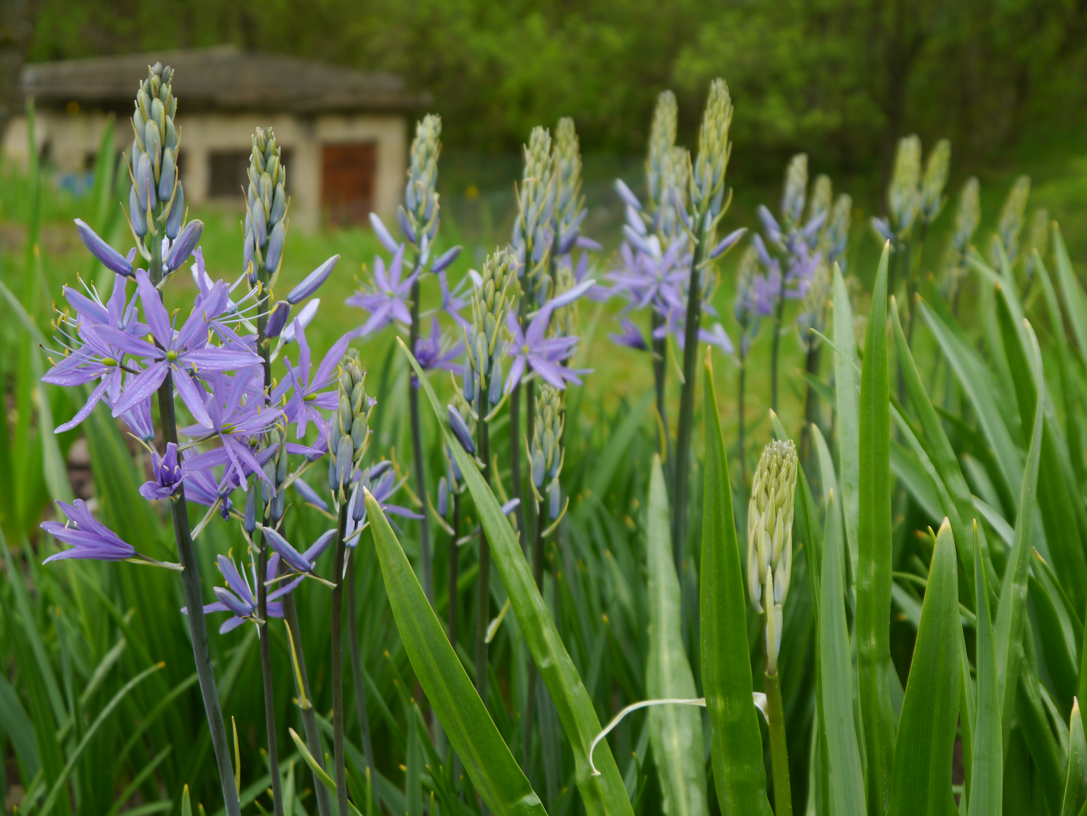 Nahaufnahme violetter Camassia-Blüten mit Tautropfen und hohen grünen Blättern, unscharfes Gartenhäuschen im Hintergrund