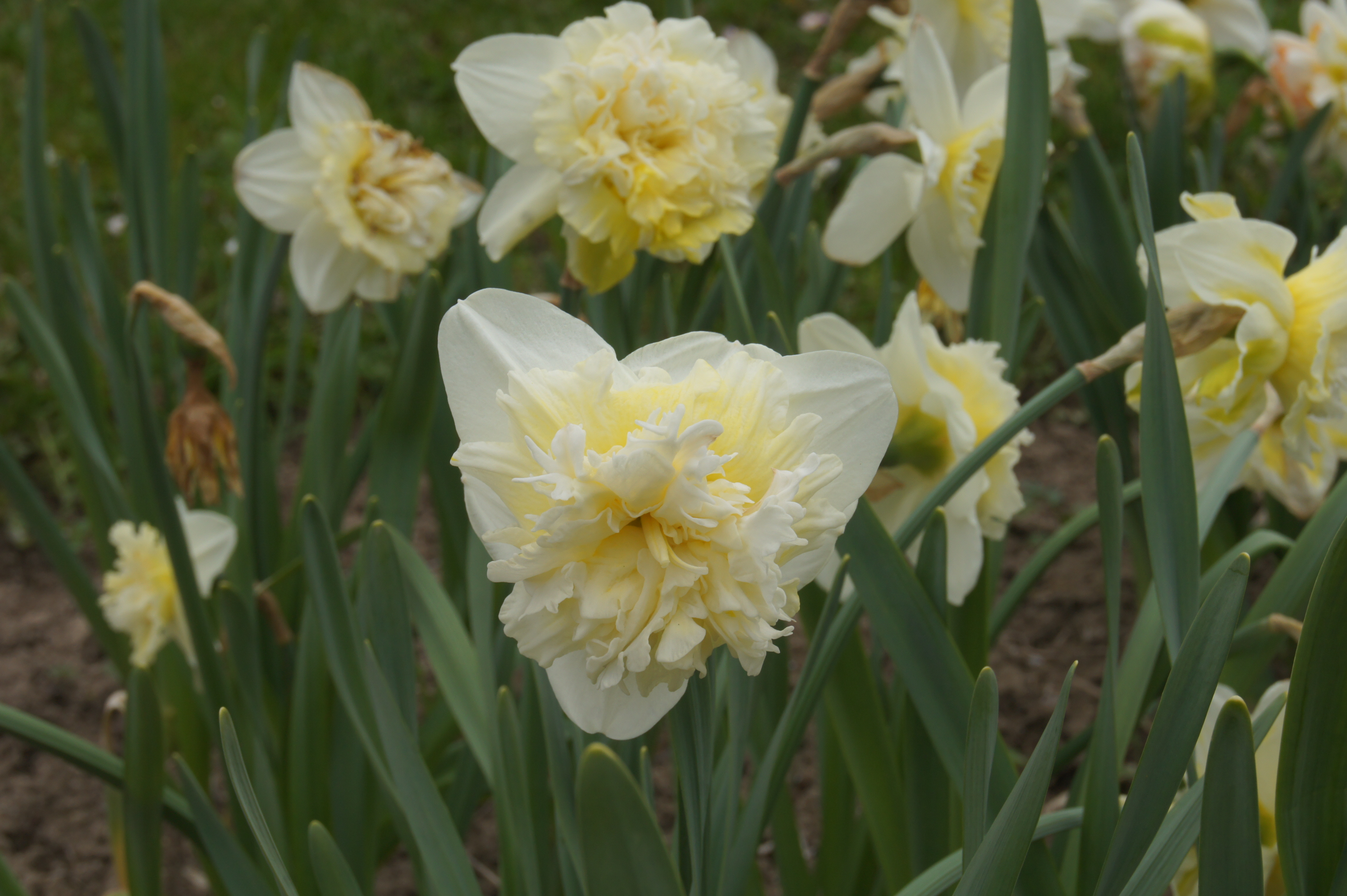 Nahaufnahme einer gefüllten weißen-gelben Narzisse (Doppel-Narzisse) im Garten mit mehreren Blüten und grünen Blättern