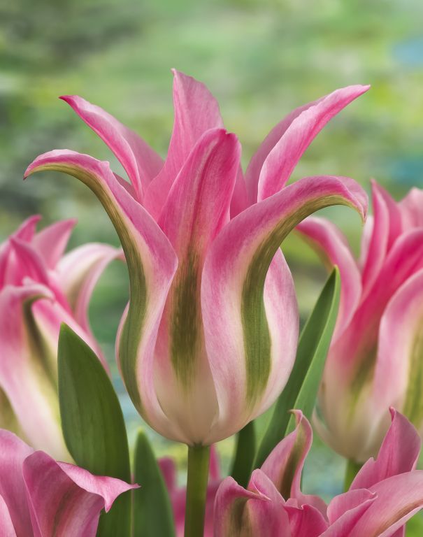 Viridiflora-Tulpen Florosa