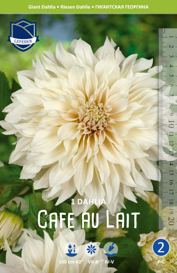 Packungsfoto einer großen cremeweißen Dahlienblüte der Sorte 'Cafe au Lait' vor grünem Laub; rechts ein Maßstab zur Größenangabe und das Markenlogo Lefèber, geeignet für Beet und Schnitt
